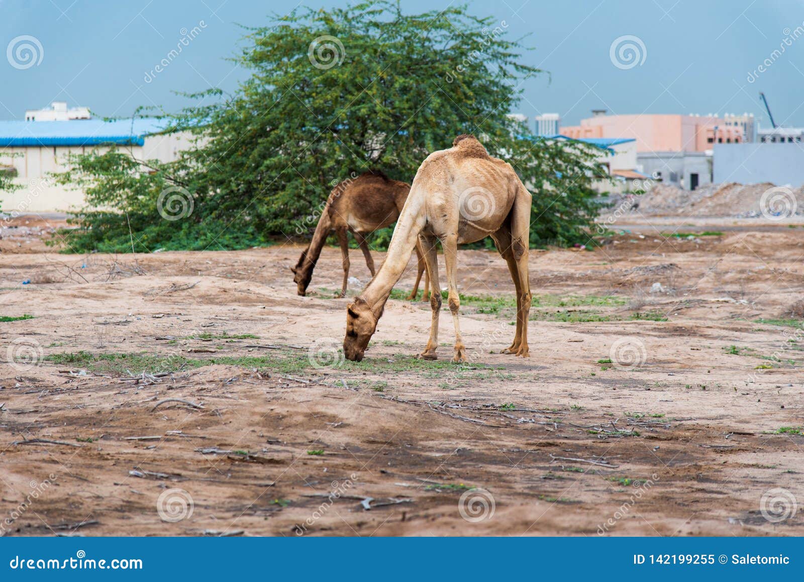 Camels Grazing on Plants in the Desert City Stock Image - Image of landscape, outdoors: 142199255 Camels Grazing on Plants in the Desert City Stock Image - Image of landscape, outdoors: 142199255