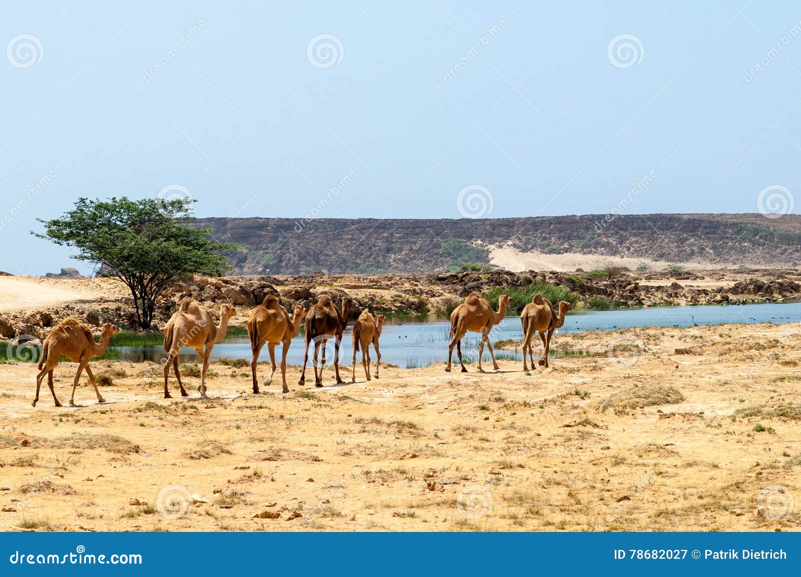 camels in the highlands of salalah, dhofar, oman