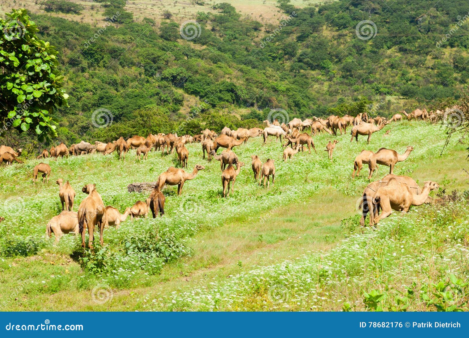 camels in the highlands of salalah, dhofar, oman