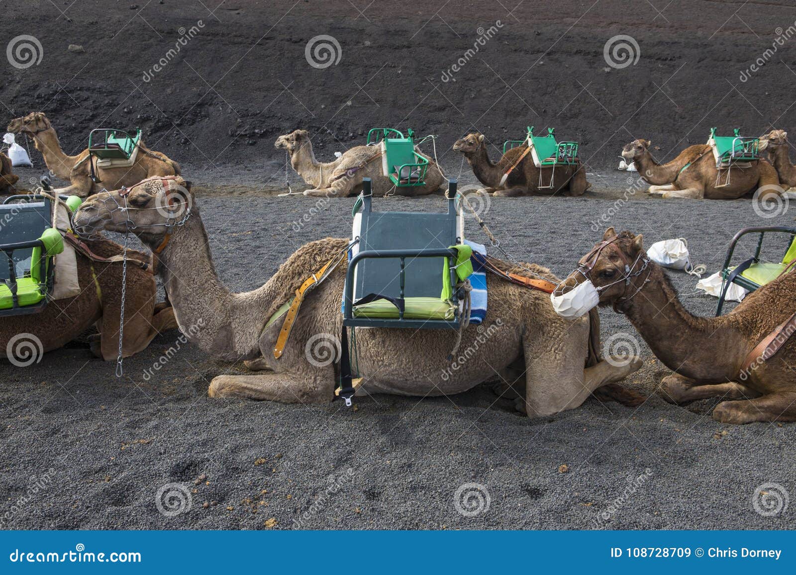camel rides at timanfaya national park