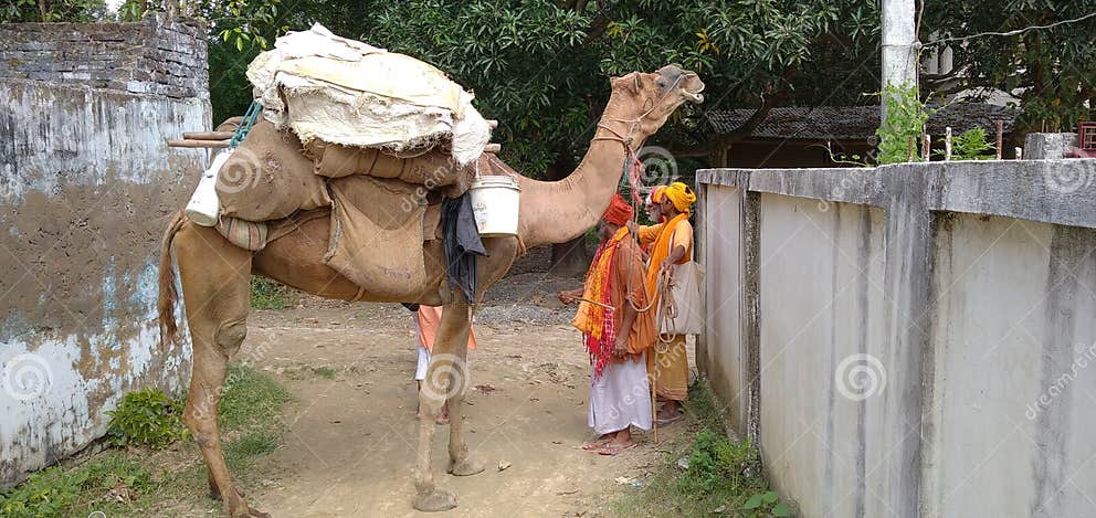 Camels are Mammals with Long Legs in Madhubani India Editorial Stock