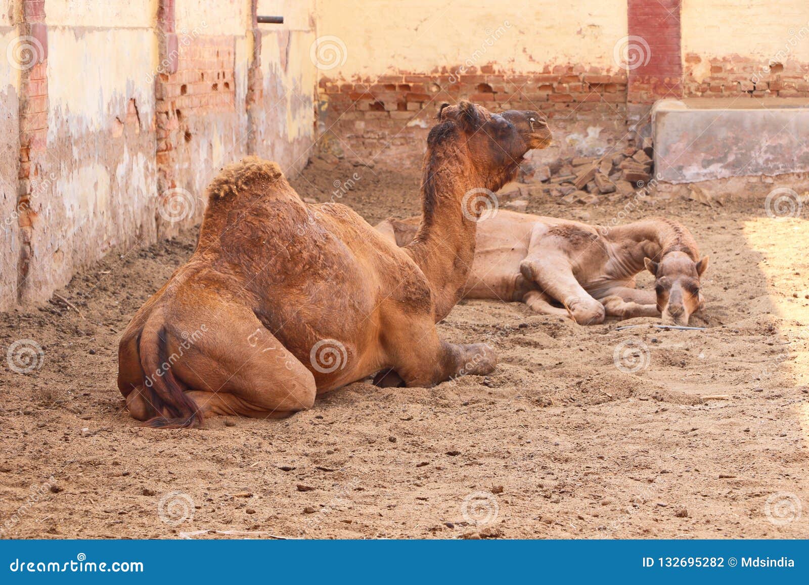 Camels in National Research Centre on Camel, Bikaner Editorial ...