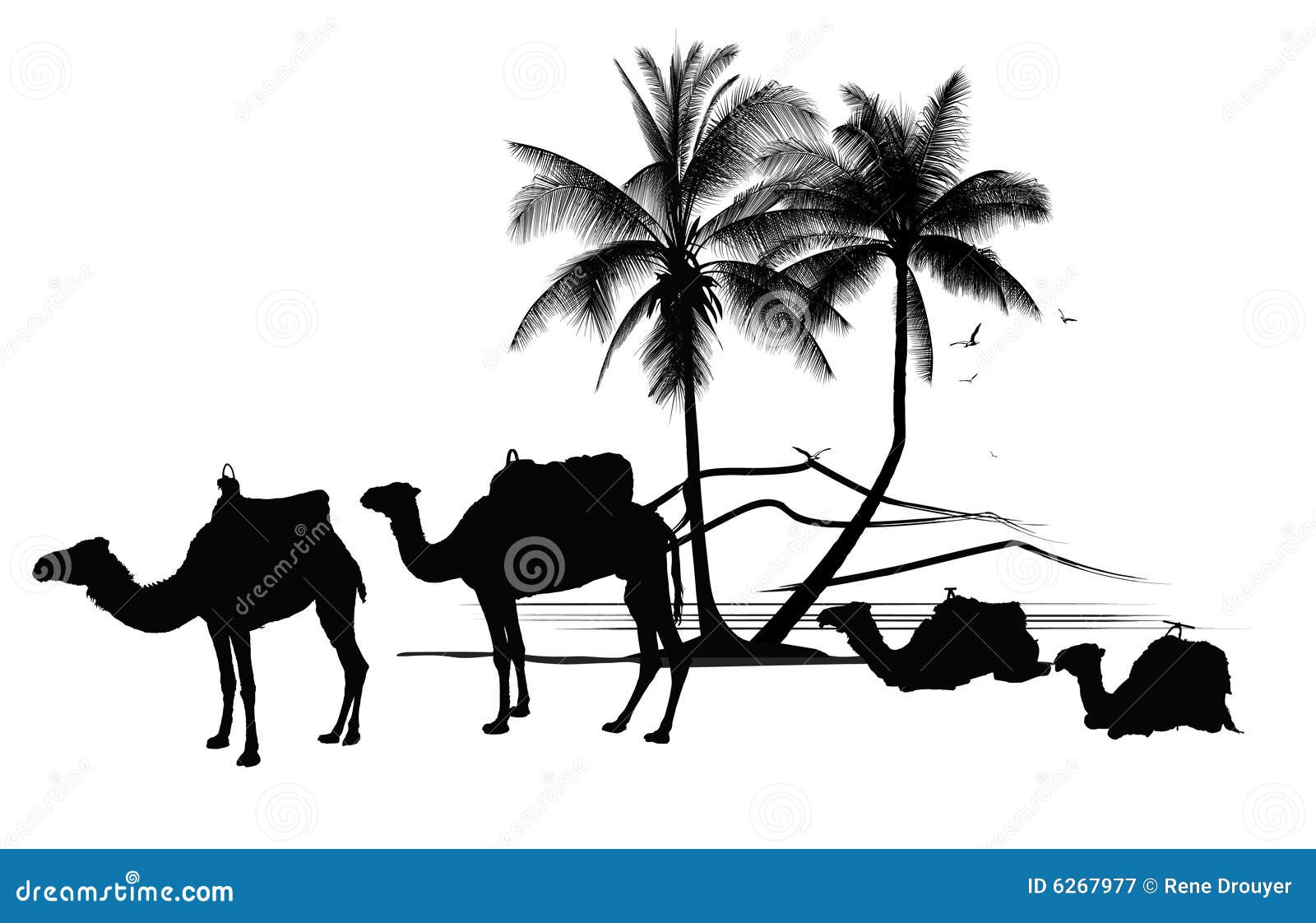 Camels Vector Illustration 11677436