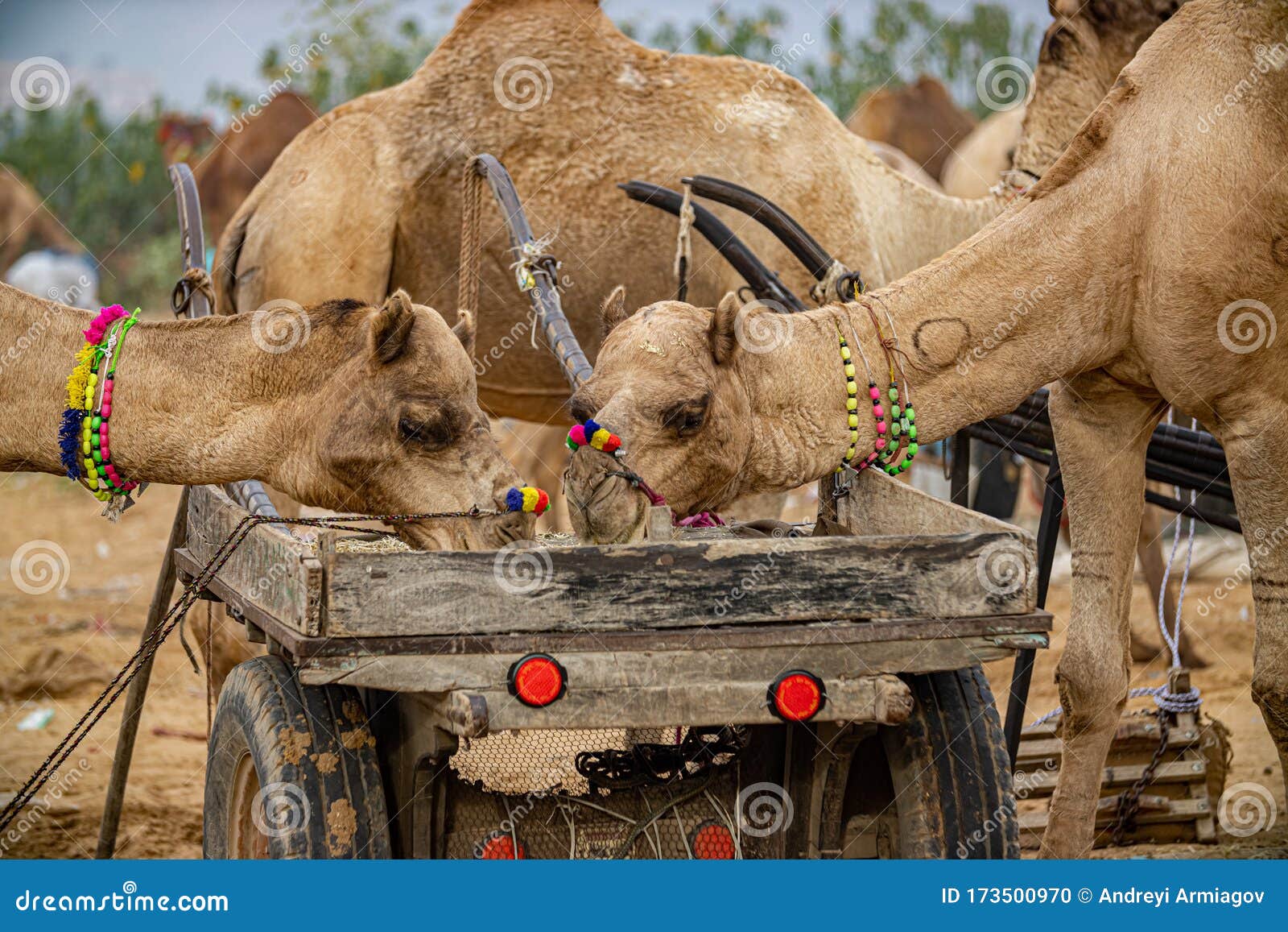 Camels at the Pushkar Fair Rajasthan, India Stock Photo - Image of indigenous, mammal: 173500970 Camels at the Pushkar Fair Rajasthan, India Stock Photo - Image of indigenous, mammal: 173500970