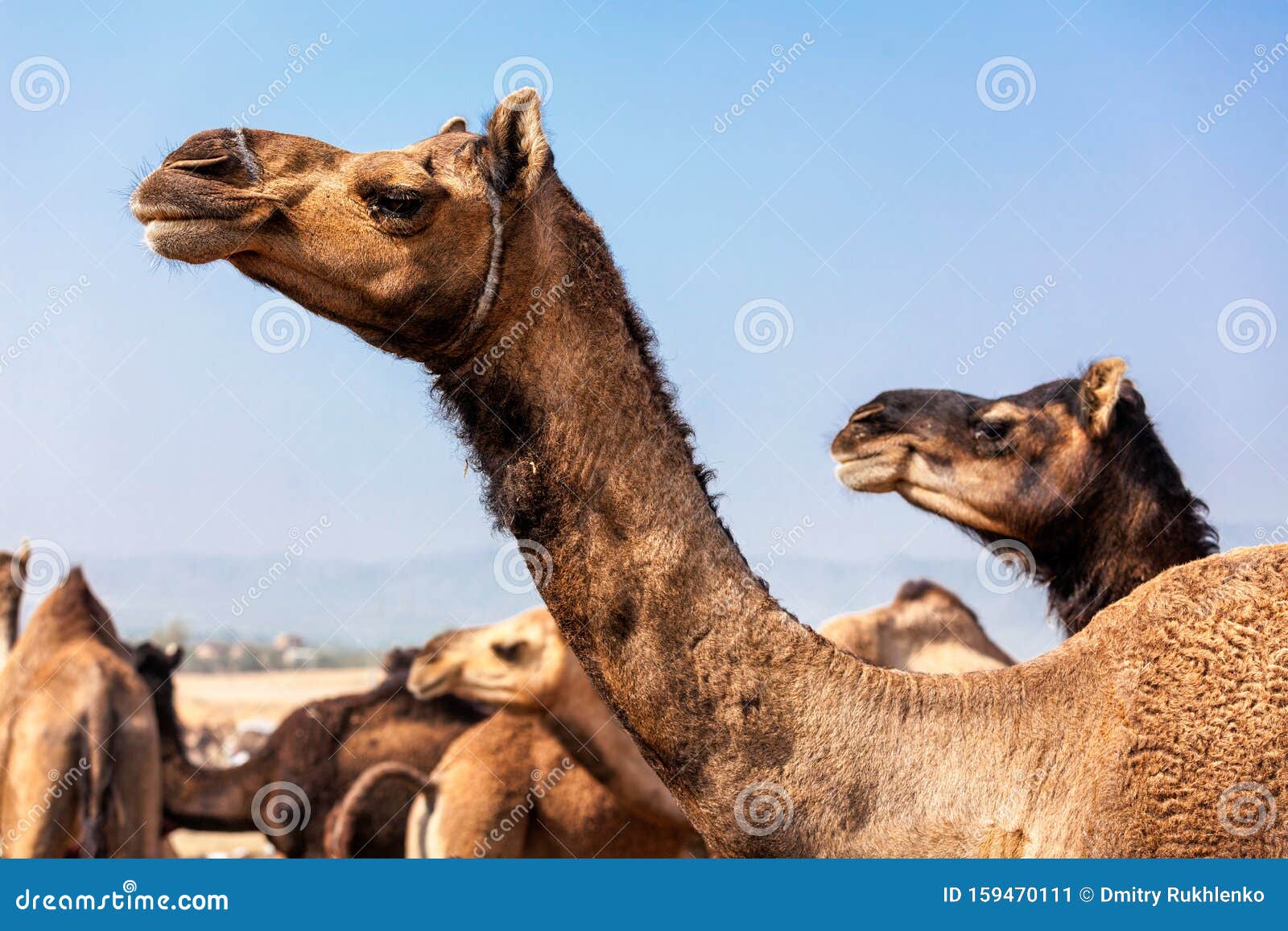 Camels at Pushkar Mela Camel Fair in Rajasthan Stock Image - Image of  camel, india: 159470111