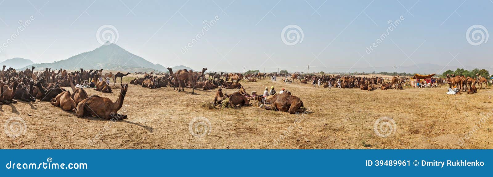 camels at pushkar mela (pushkar camel fair), india