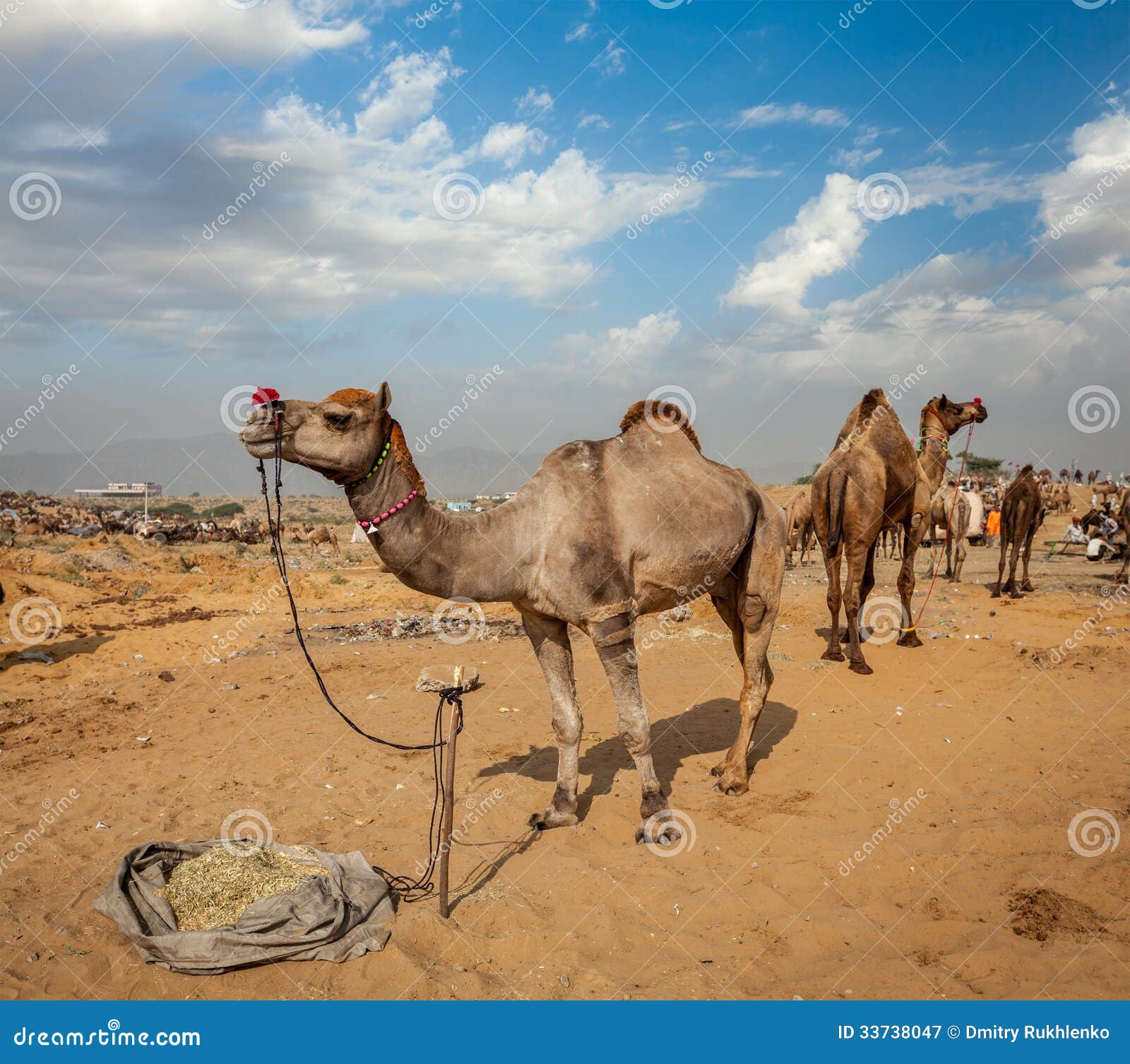 camels at pushkar mela (pushkar camel fair), india