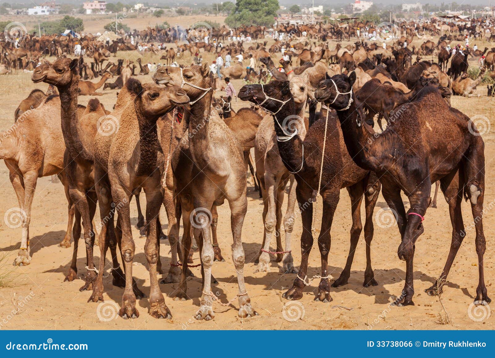 camels at pushkar mela (pushkar camel fair), india