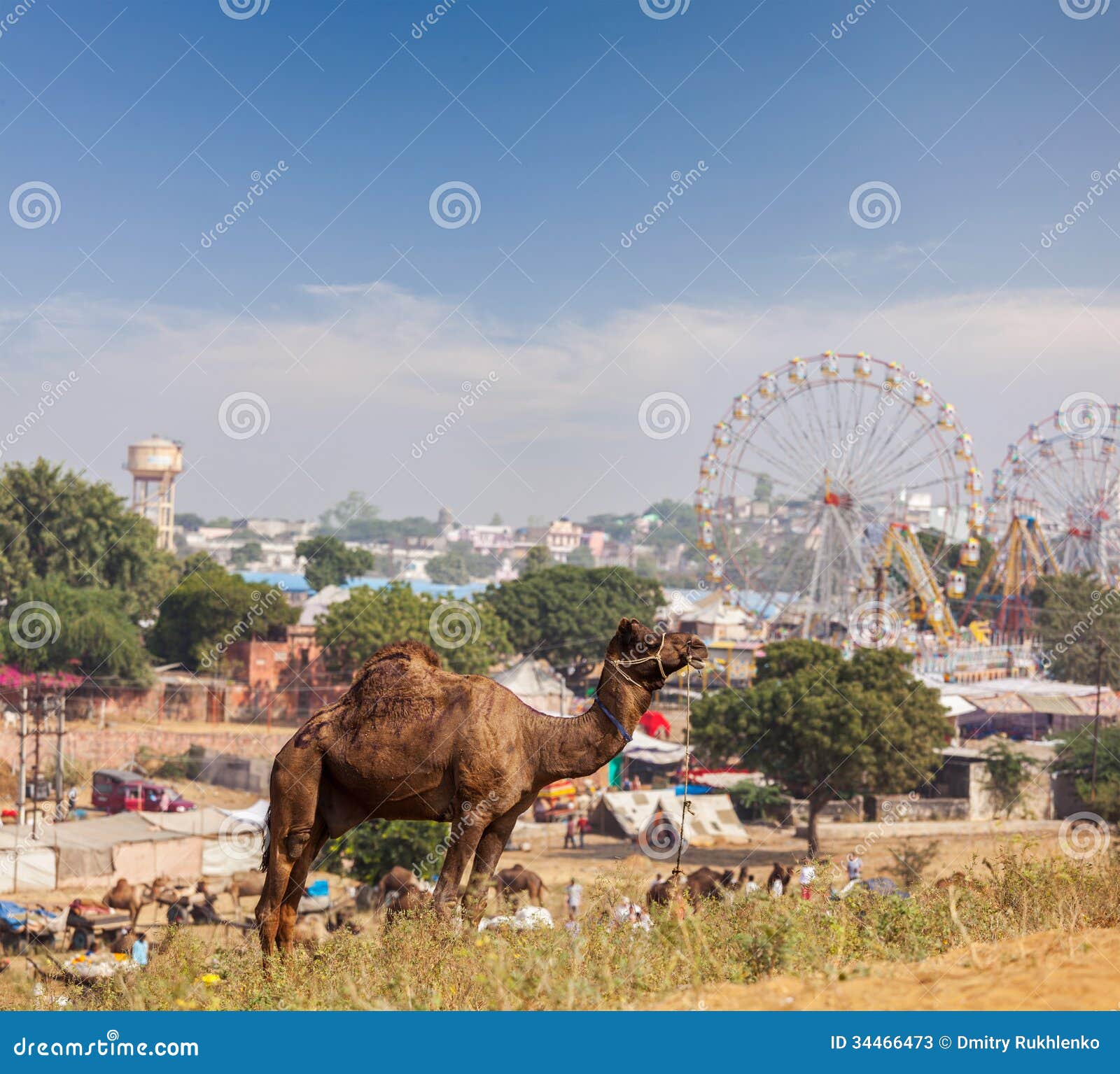 camels at pushkar mela (pushkar camel fair), india