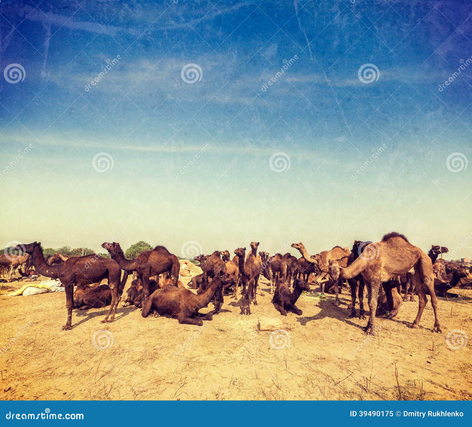 camels at pushkar mela (pushkar camel fair), india