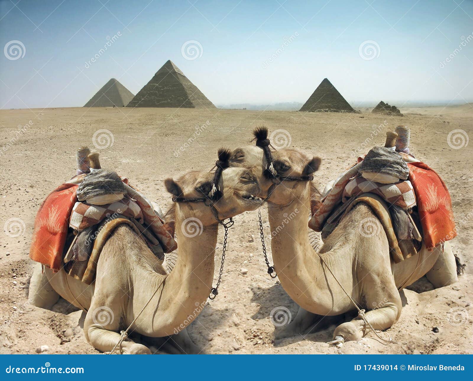 camels and pyramid in egypt