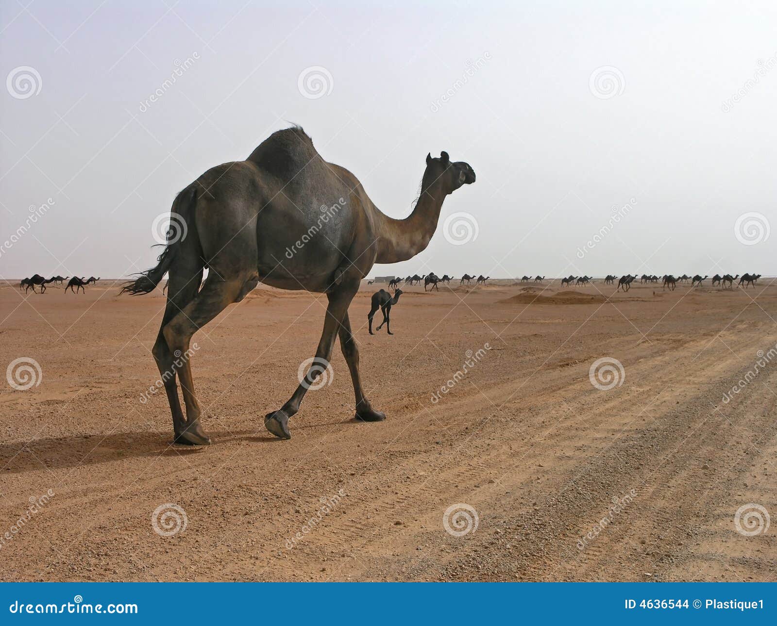 camels in saudi arabia