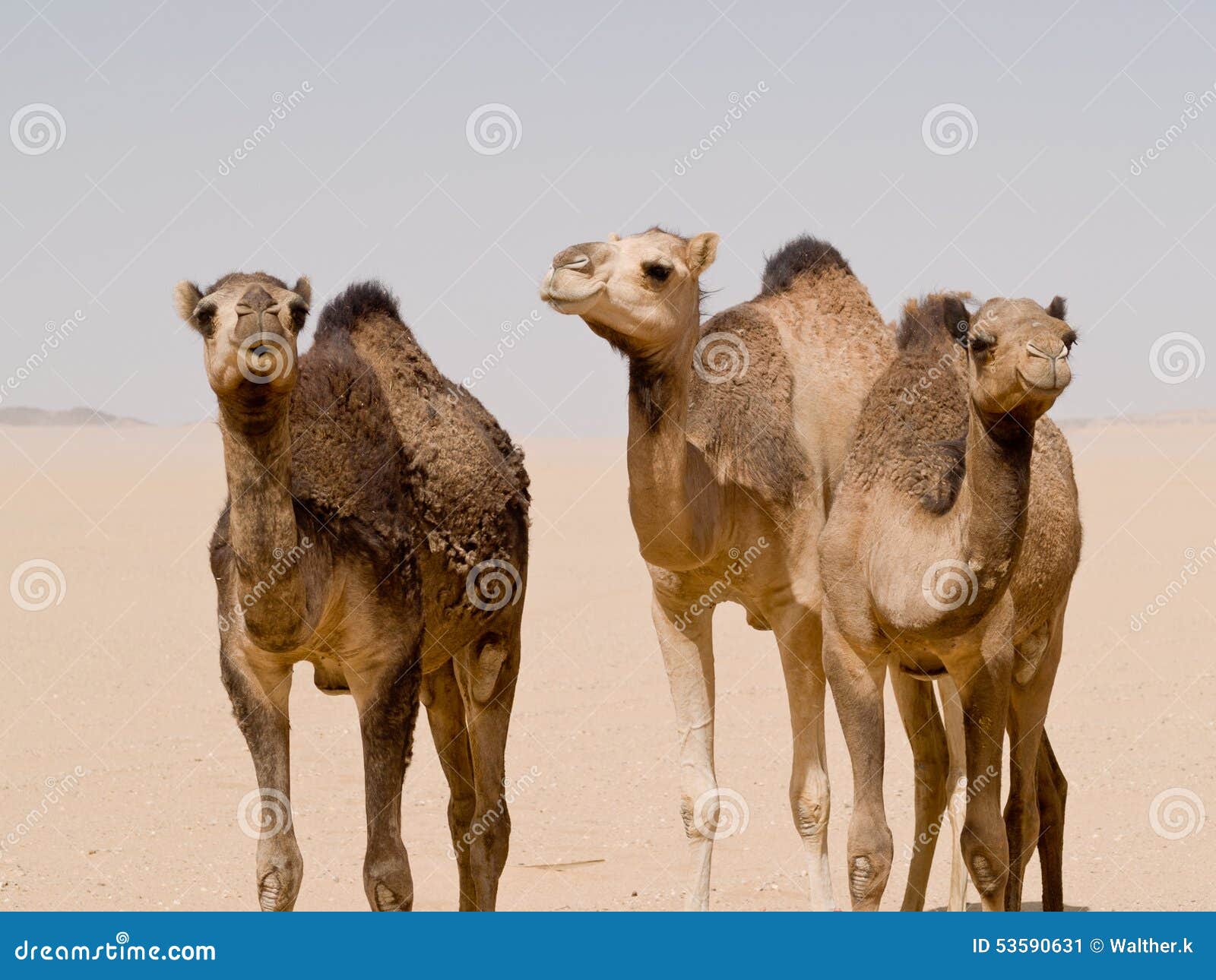 camels stood in the desert