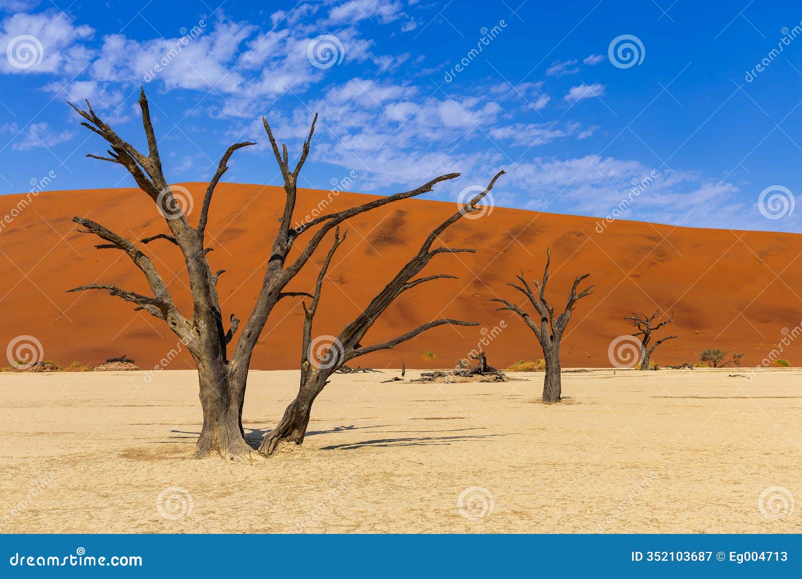 camelthorn tree skeletons, deadvlei, namibia