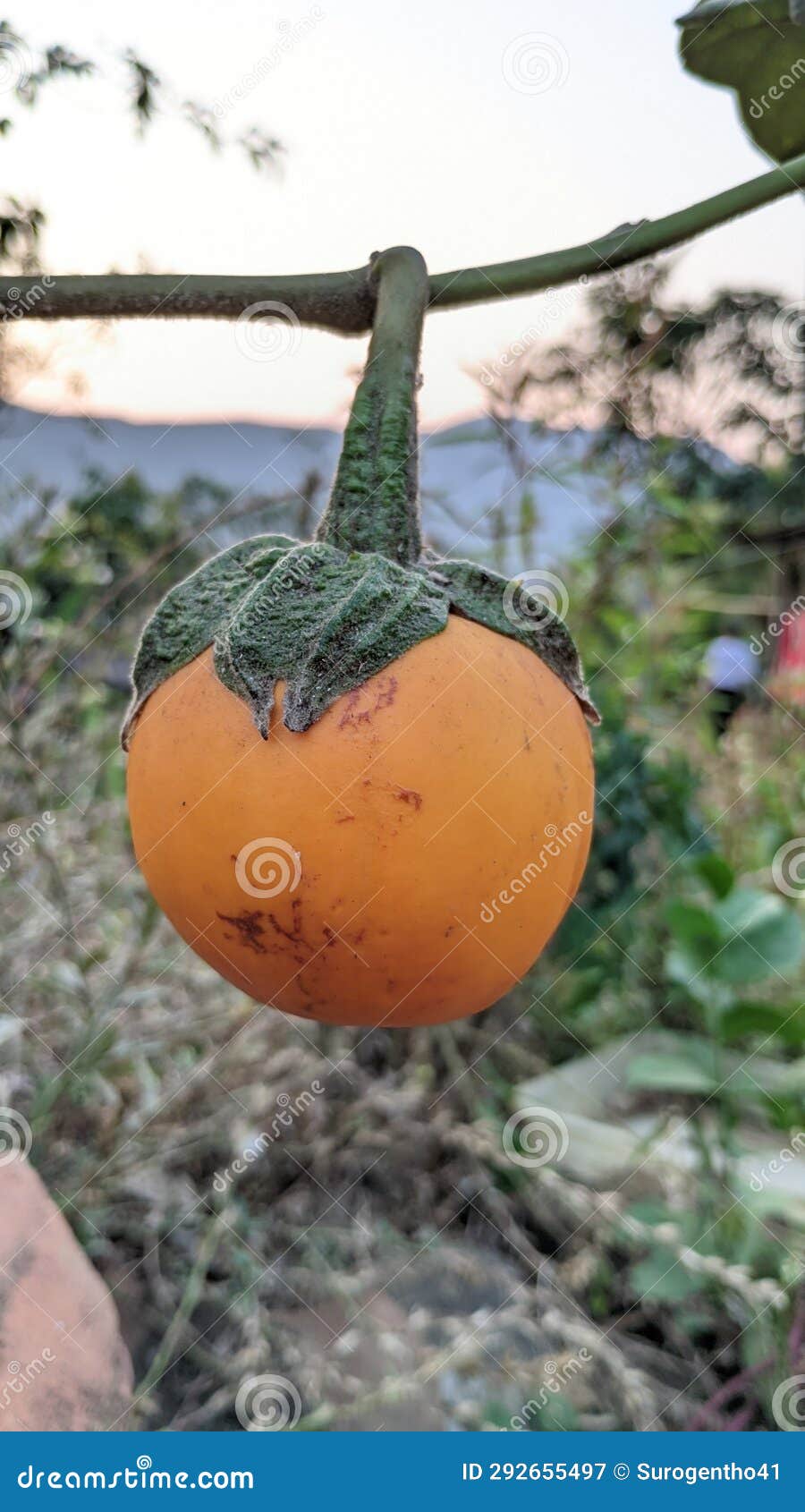 Camera Capture Close Up Eggplant Stock Image Image of eggplant, fruit