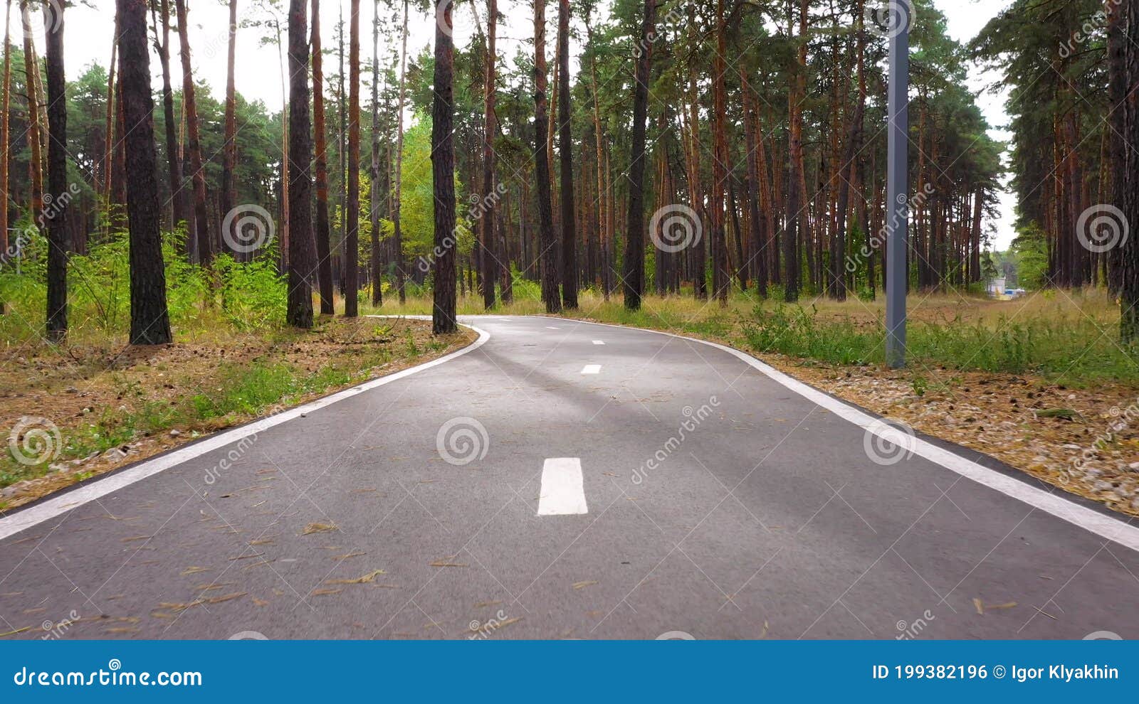 The Camera Follows an Asphalt Running Track in a Forest of Pine Trees