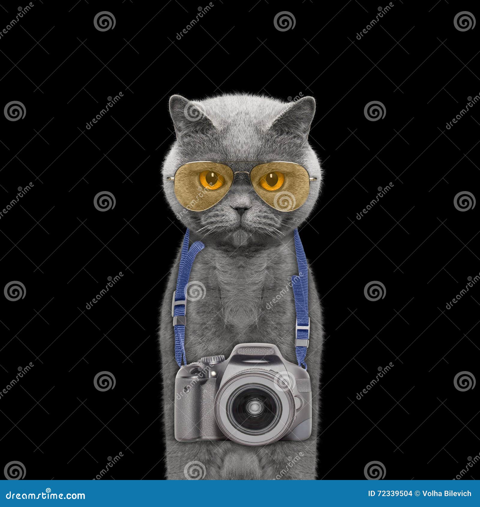 Camera Hanging Around the Cats Neck Stock Photo Image of humor