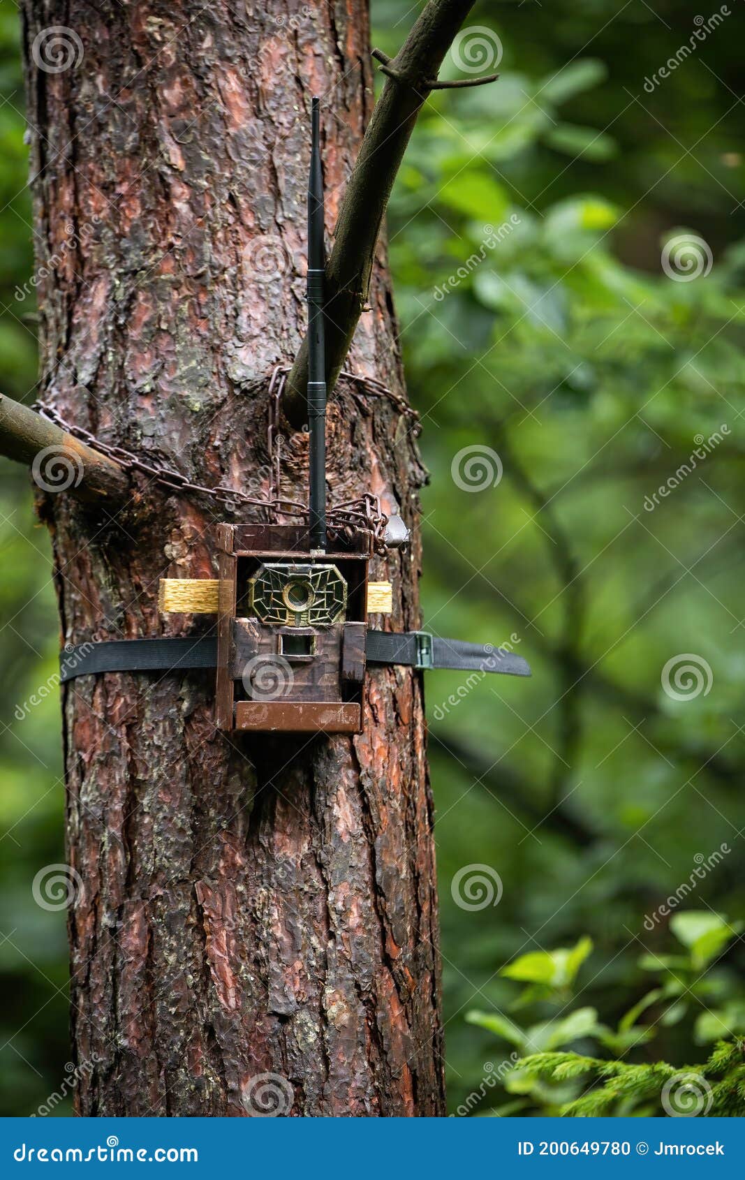 Camera Trap Box Or Case Attaches To A Tree In The Rain Forest Royalty