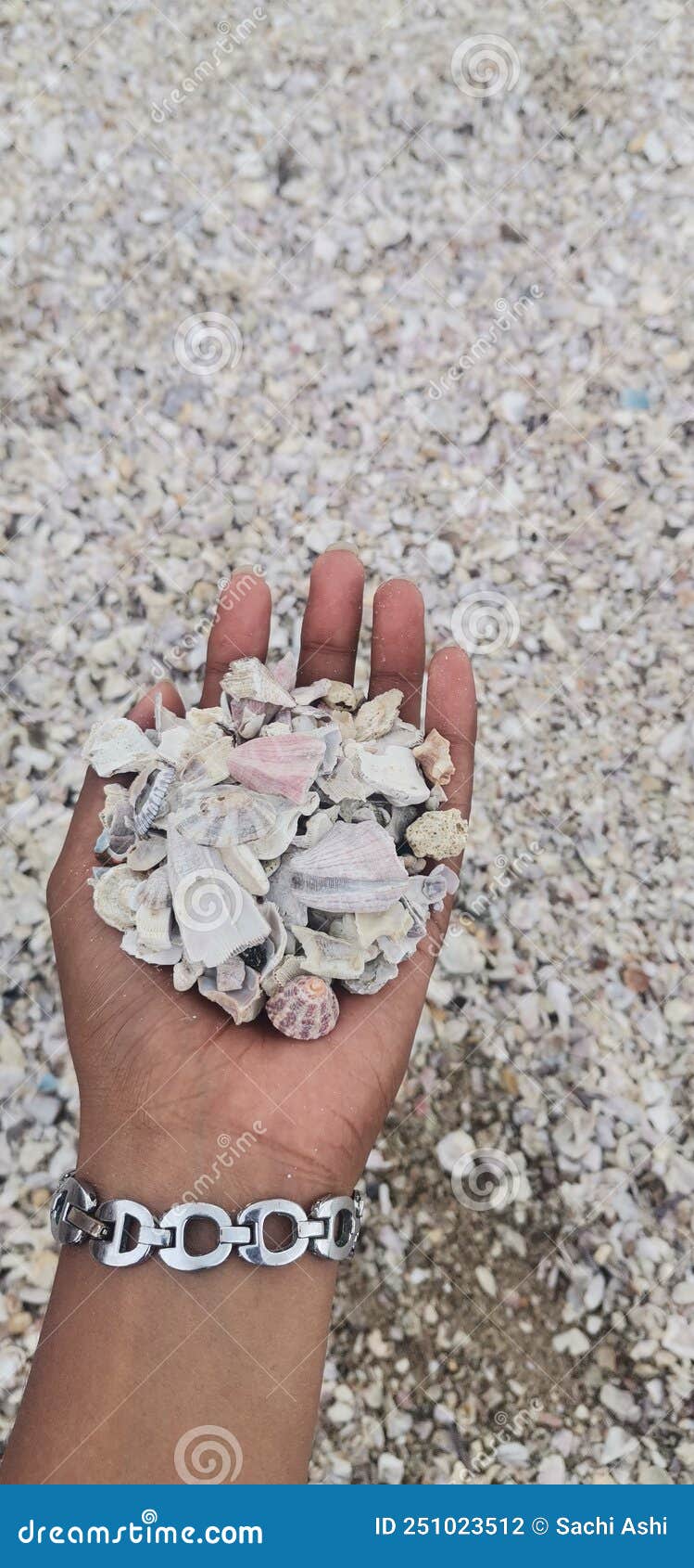 oyster plain in beach in srilanka