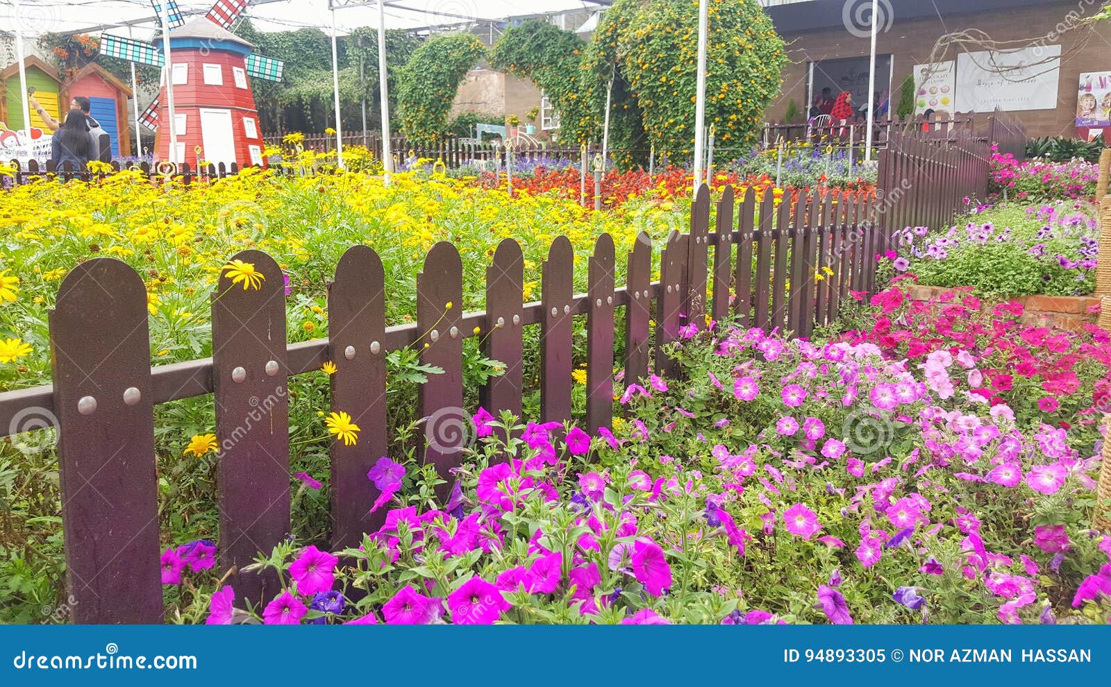 Cameron highland stock image. Image of cameron, flower 94893305
