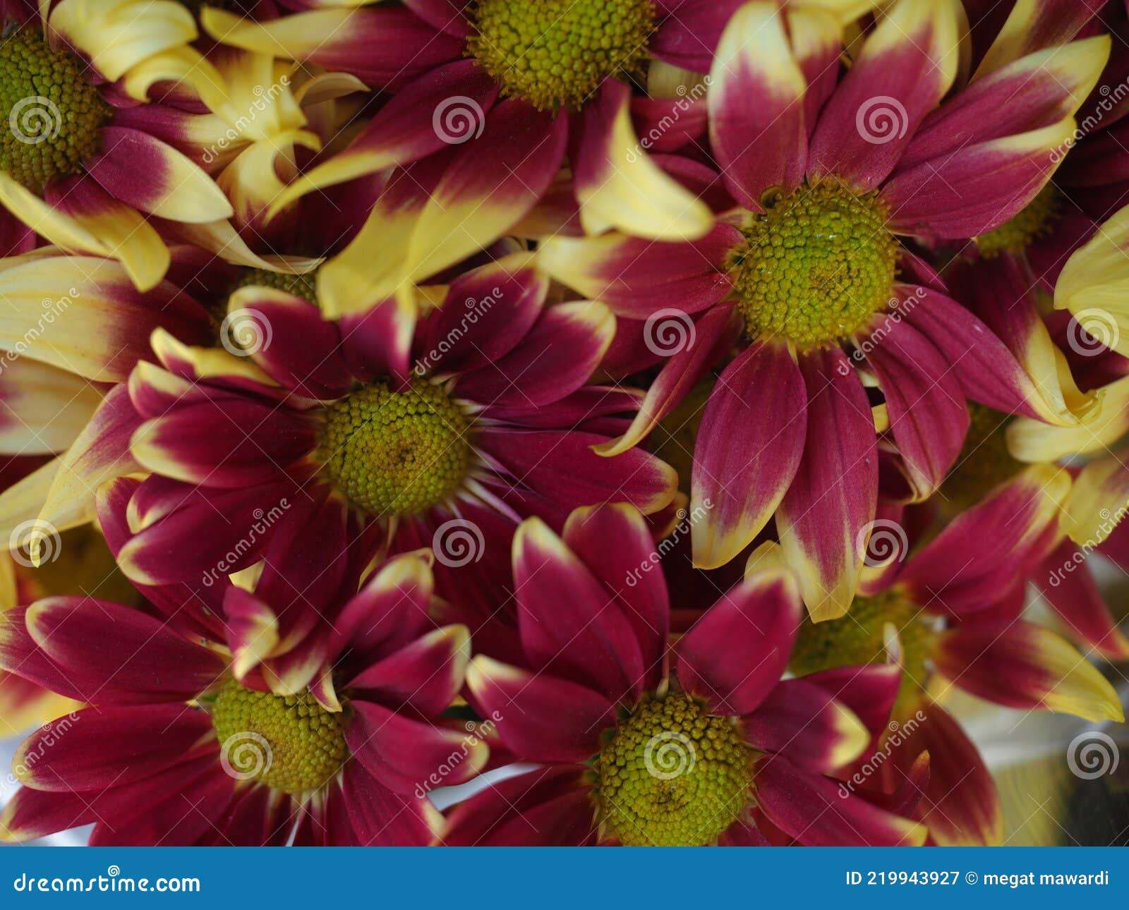 Cameron Highland flower stock image. Image of flower 219943927