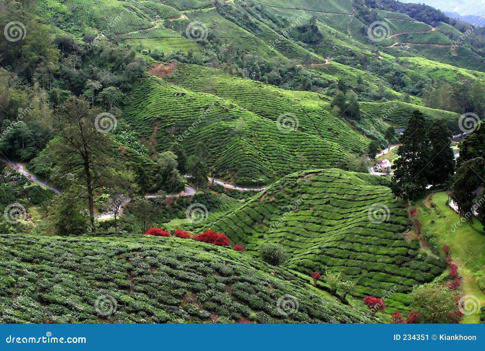 cameron highlands tea plantation fields
