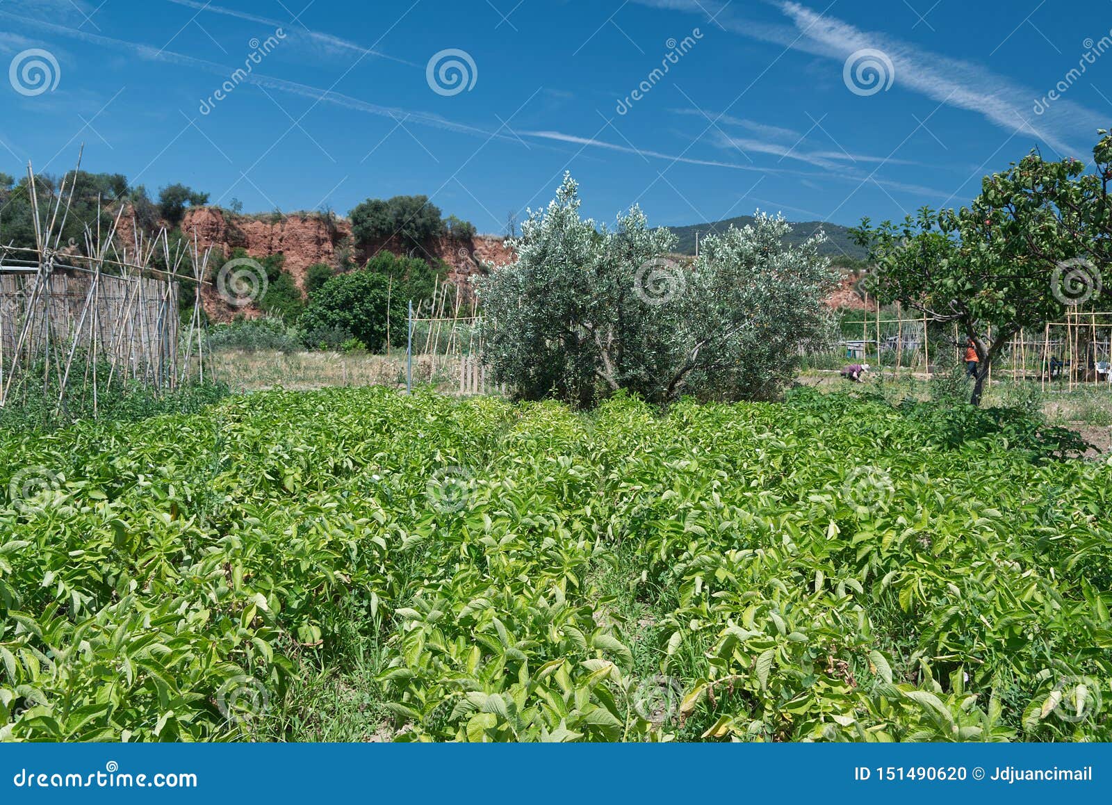 cami orbital named orbital way in caldes de montbui with some orchard view and nature landscape. empty copy space