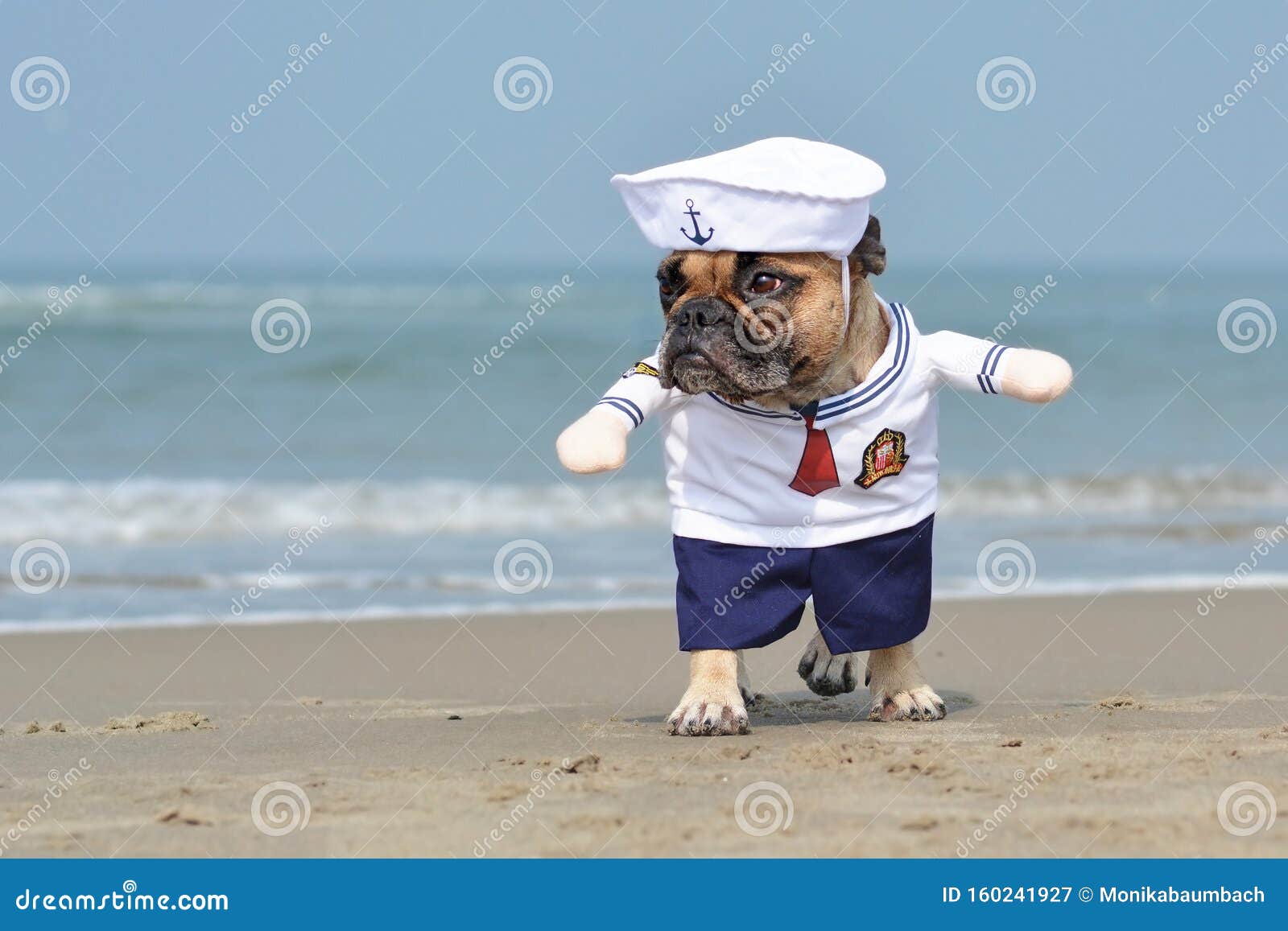 Caminando Divertido Bulldog Francés Vestido Con Un Lindo Disfraz De Marinero  De Halloween En La Playa Imagen de archivo - Imagen de poco, sombrero:  160241927