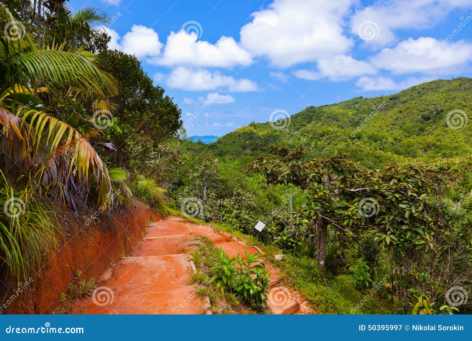 Caminho Na Selva - Vallee De MAI - Seychelles Imagem de Stock - Imagem ...