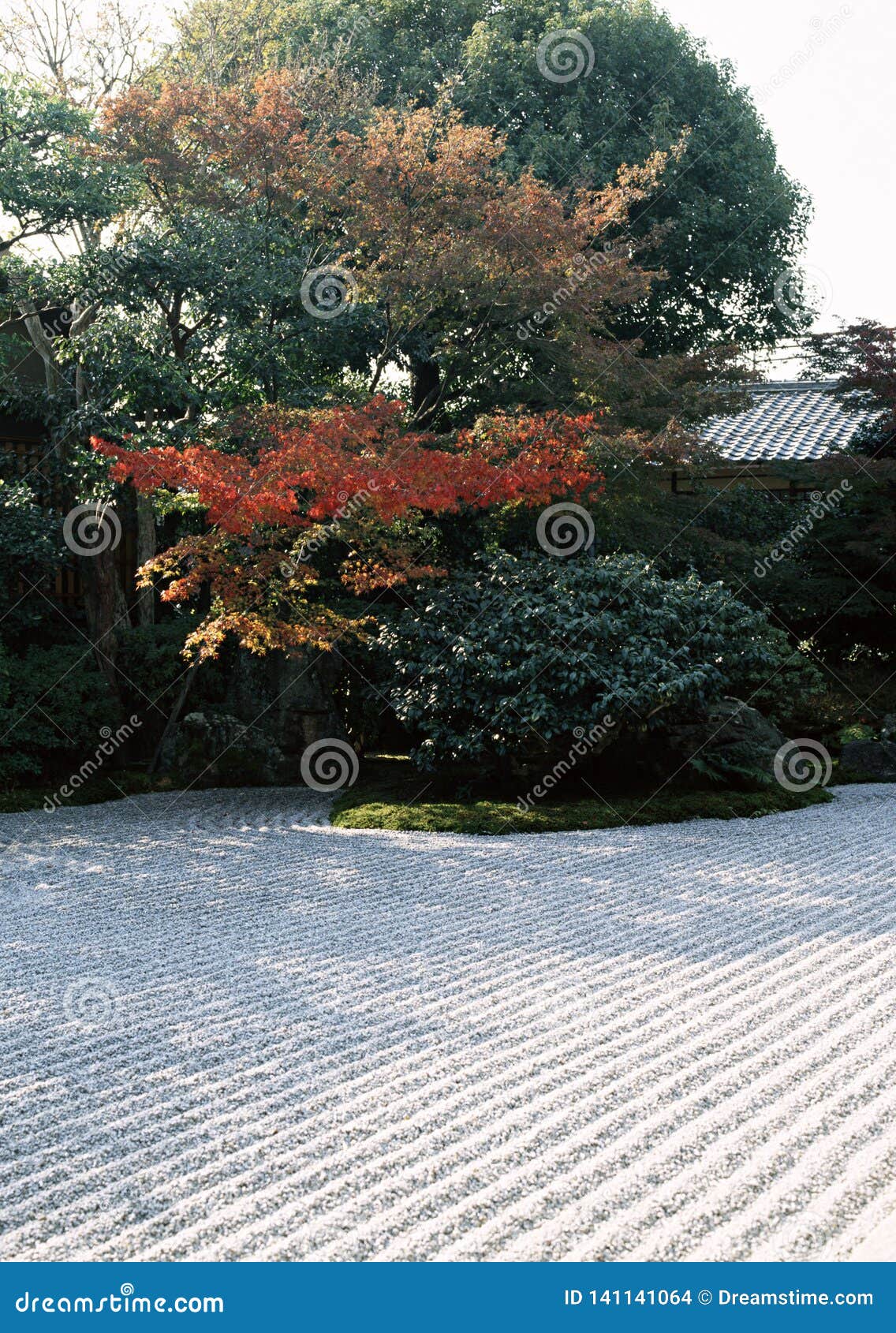 Camino al aire libre japonés del jardín con los arbustos verdes y el fondo que suela de piedra texturizado