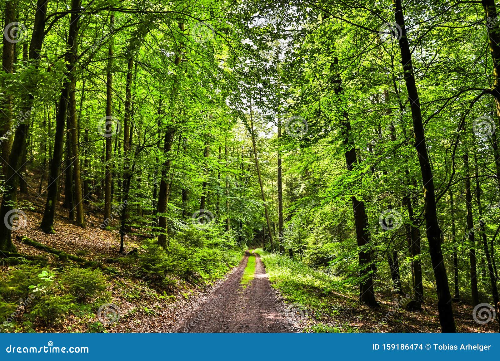 Camino Forestal En Un Hermoso Paisaje Natural Foto De Archivo Imagen