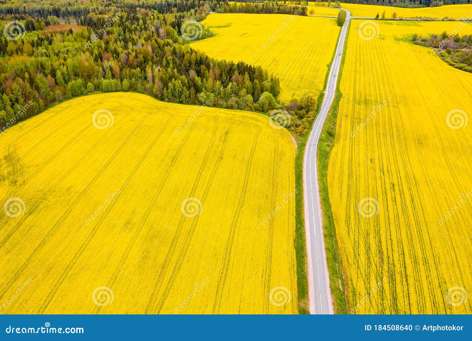 empeorar Kosciuszko transferencia de dinero Camino Solitario En Campos Sembrados. Campos De Colza. Diésel Alternativo  Foto de archivo - Imagen de prado, diesel: 184508640