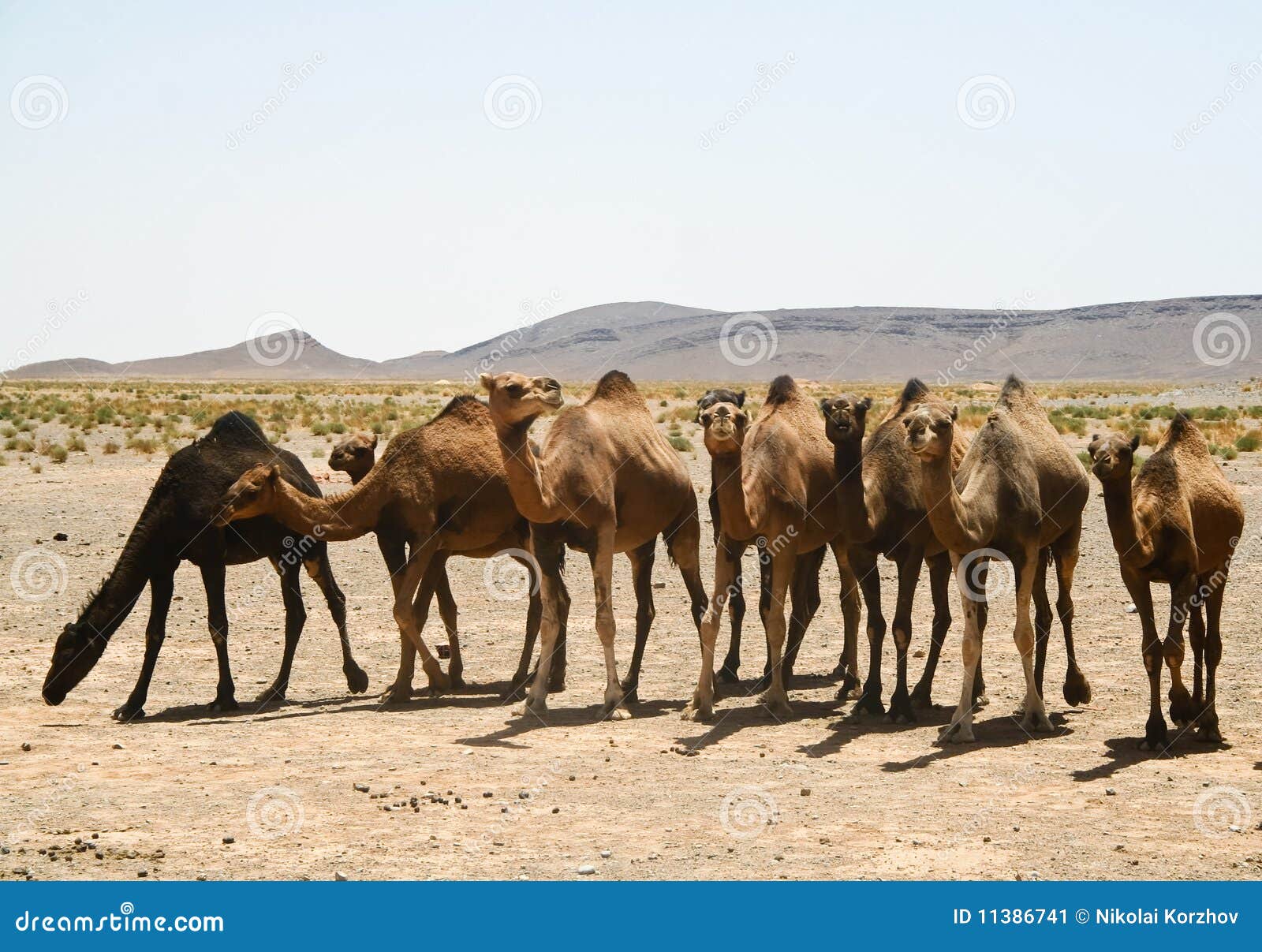 Cammelli nel Sahara nel Marocco. I cammelli nel Sahara. Il Marocco