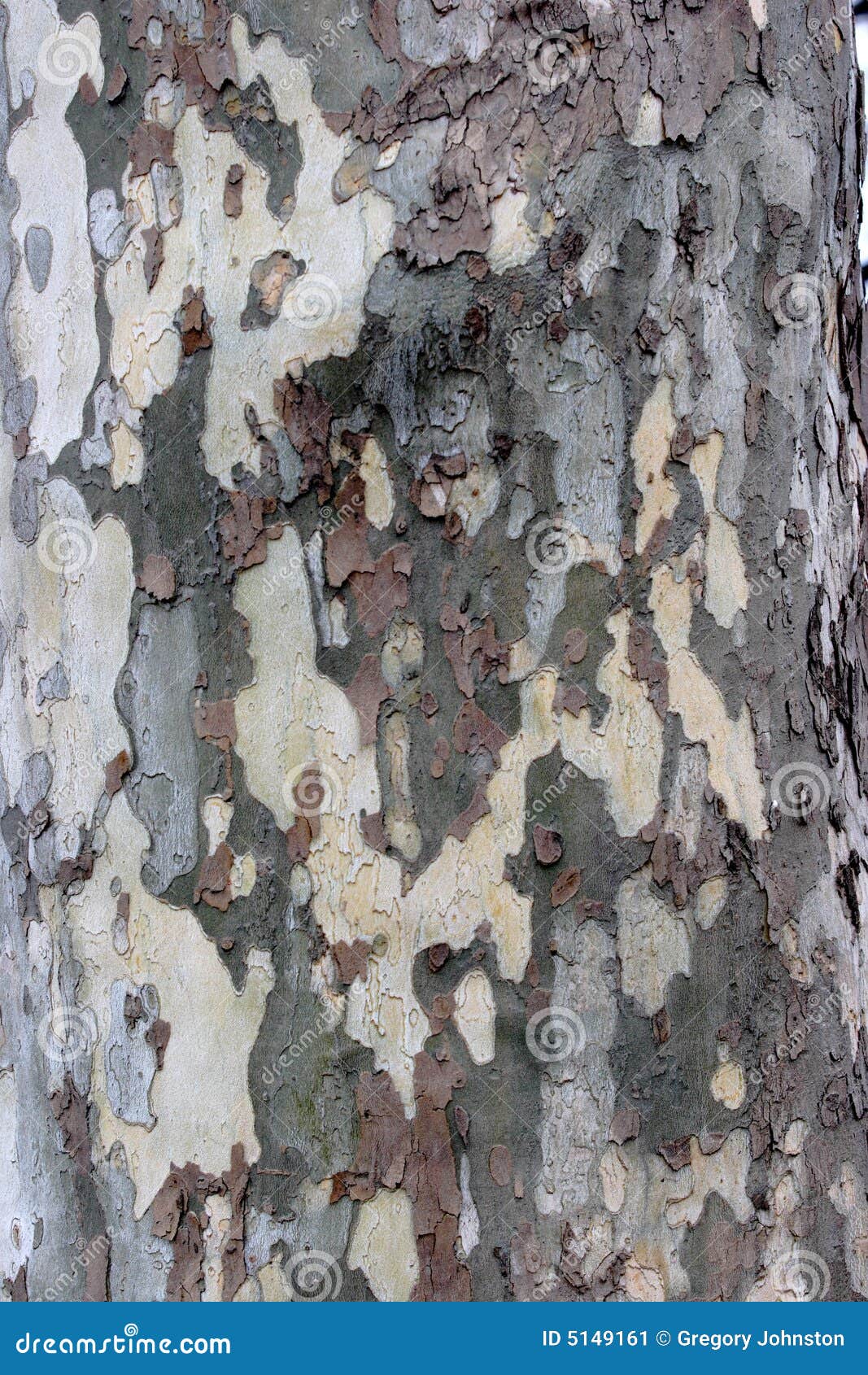 tree bark cam patterno tree bark cam patterno