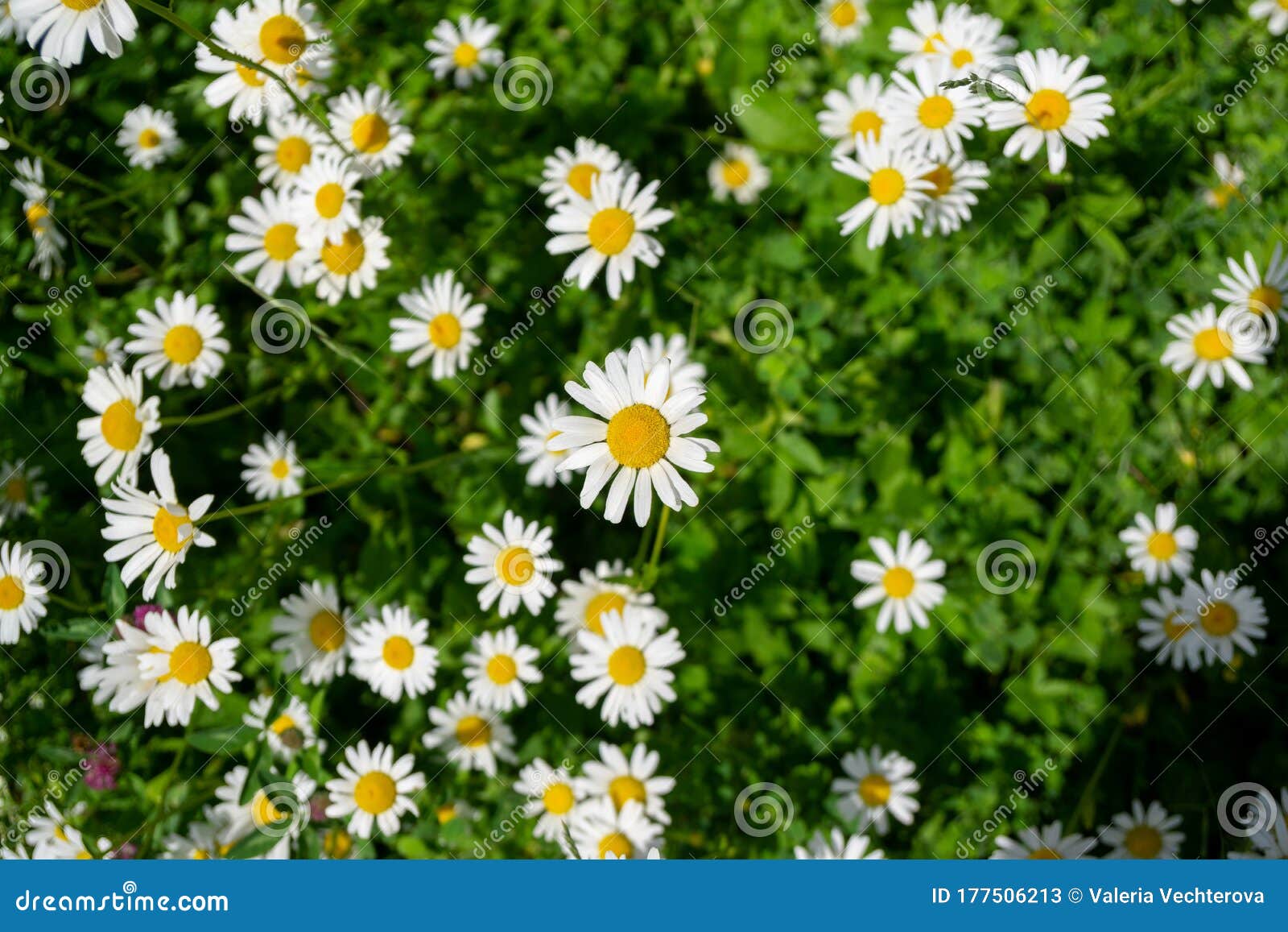 Camomile Daisy Flowers In The Grass Covered By Rain Or Morning Dew