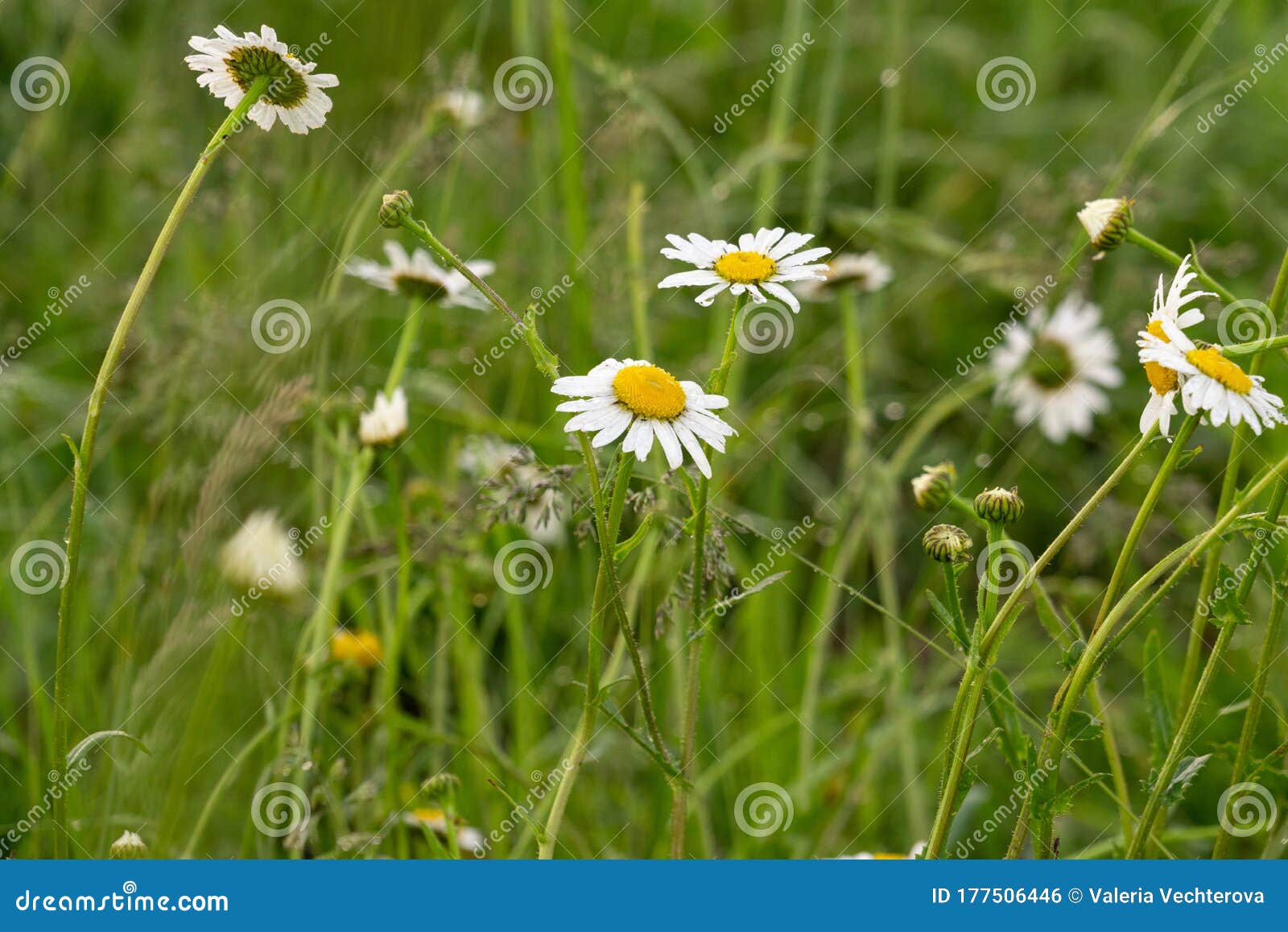 Camomile Daisy Flowers In The Grass Covered By Rain Or Morning Dew