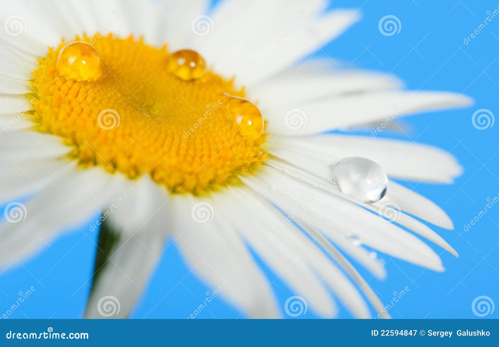 Camomile With Dew Drops Stock Image Image Of Flower 22594847