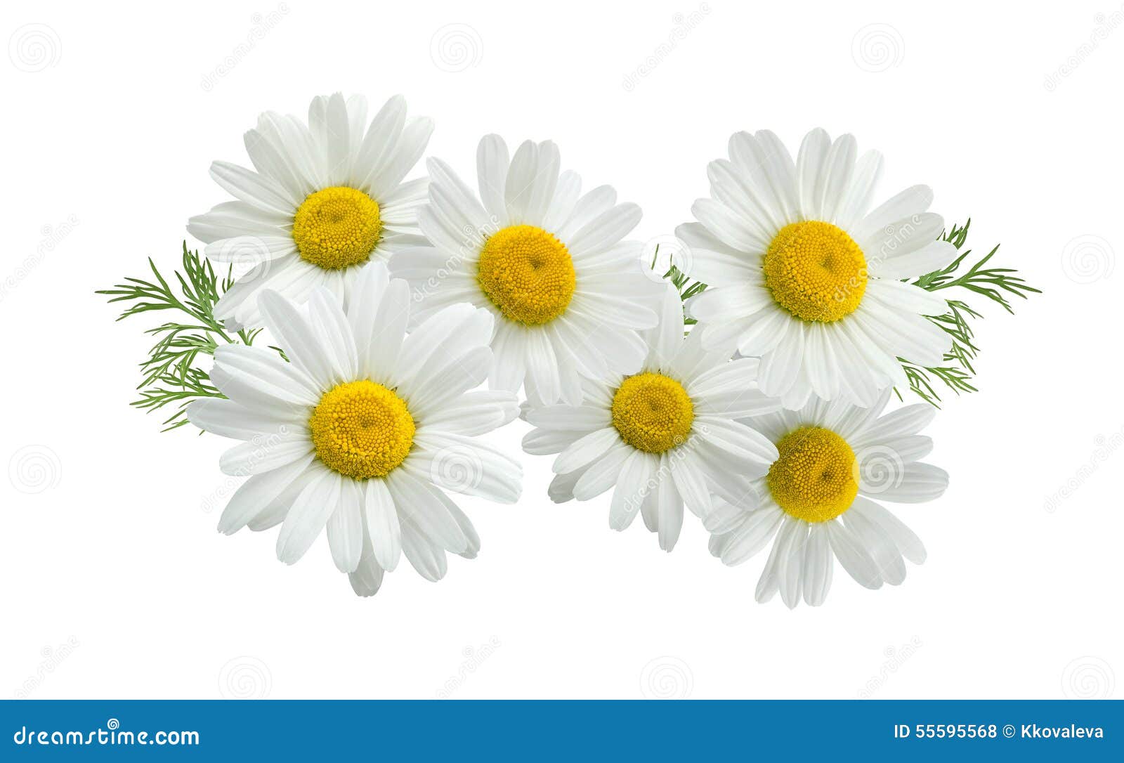 camomile group long  on white