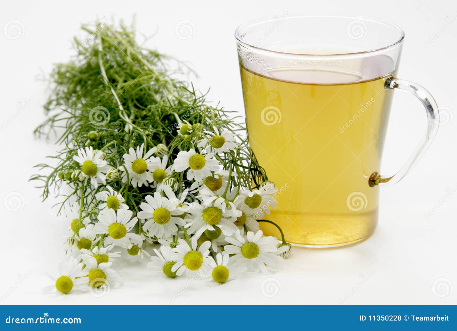 Camomile tea stock photo. Image of camomile, healthy 11350228