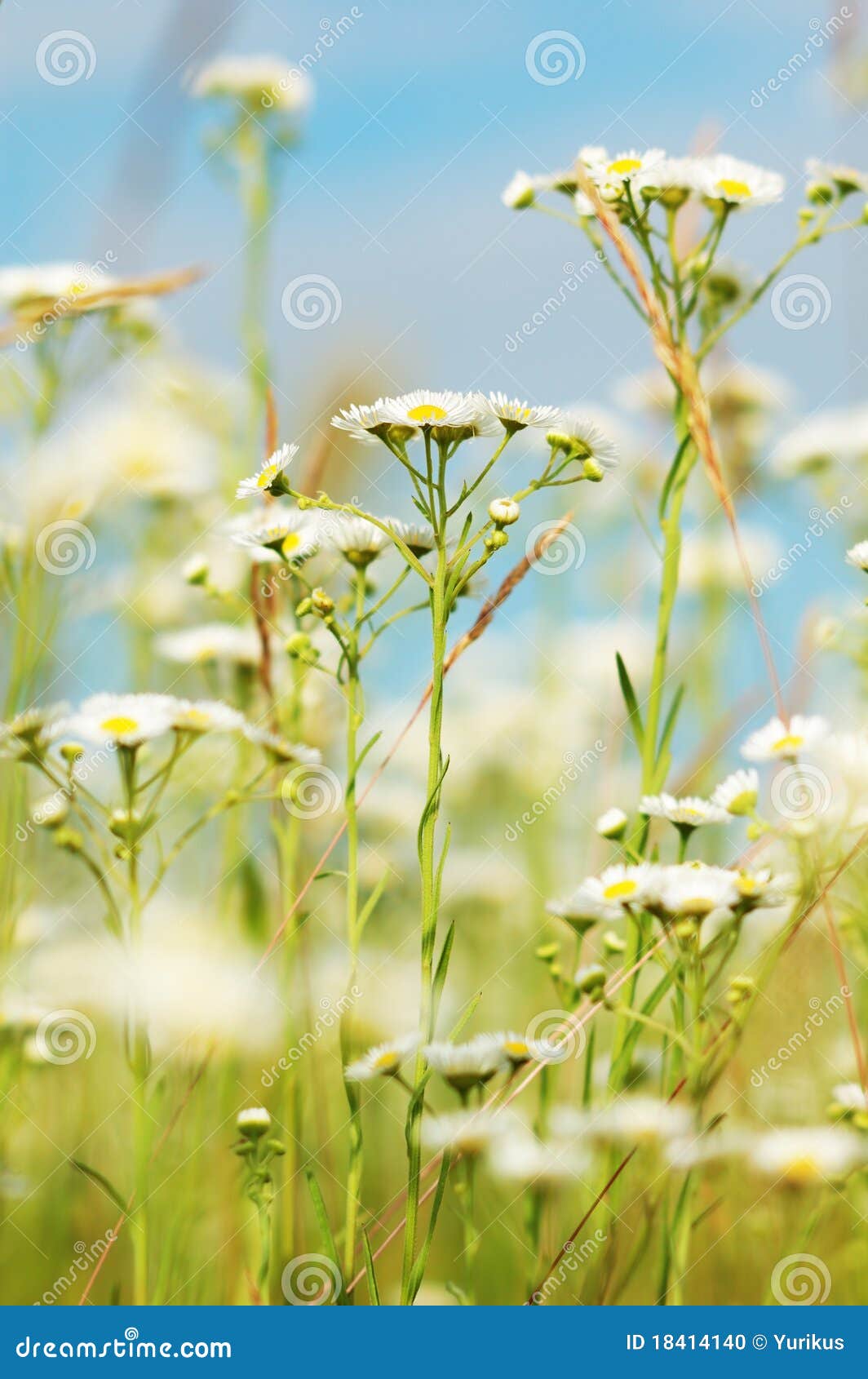 camomiles on the meadow