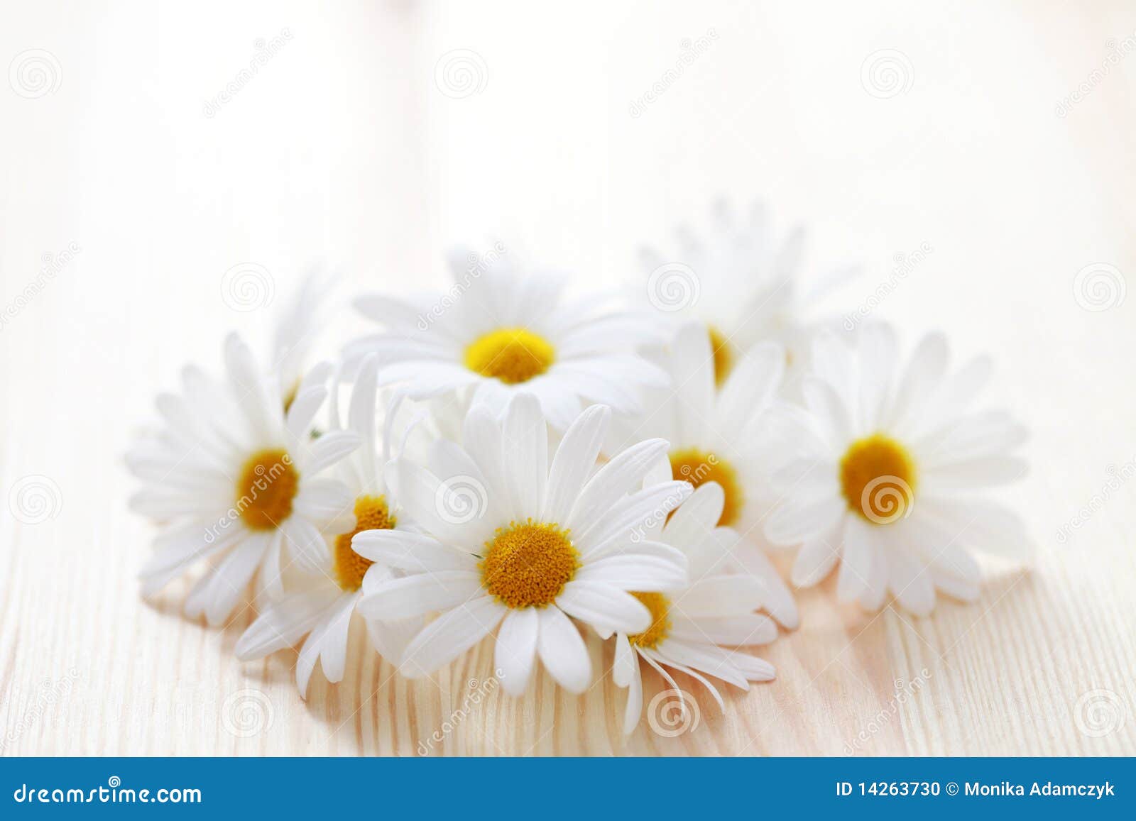 camomille flowers
