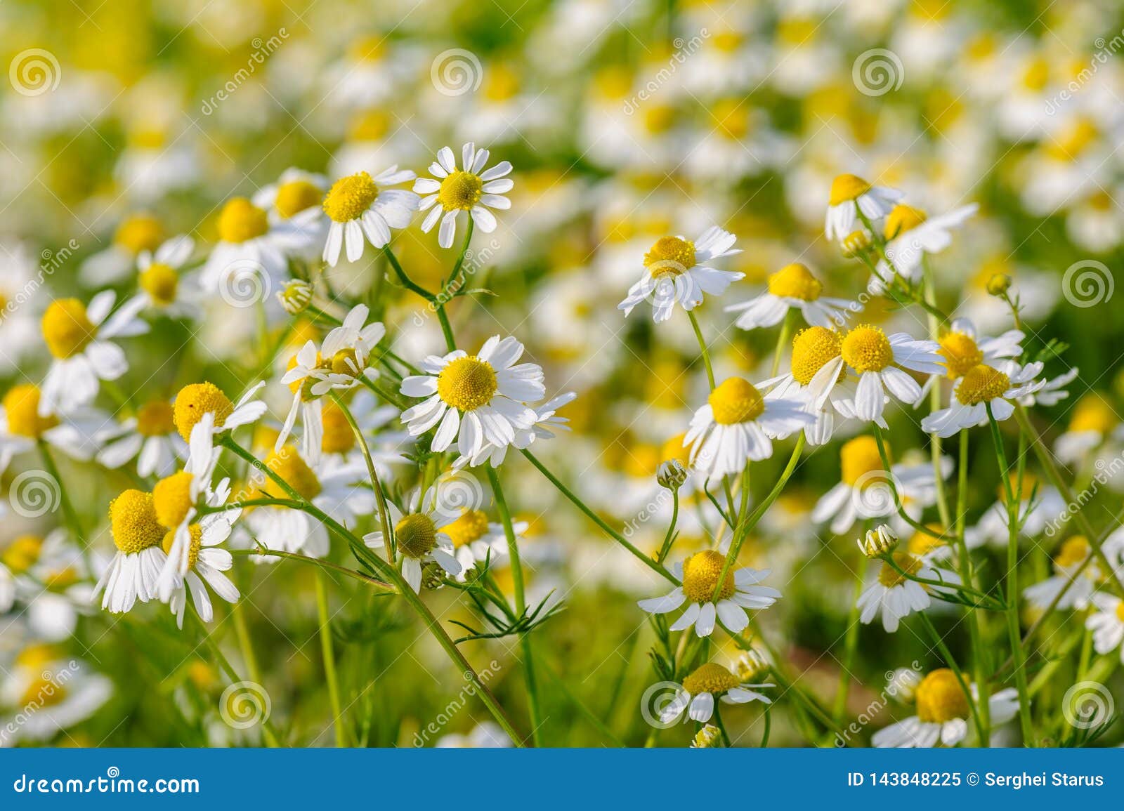 camomille flowers grow at meadow