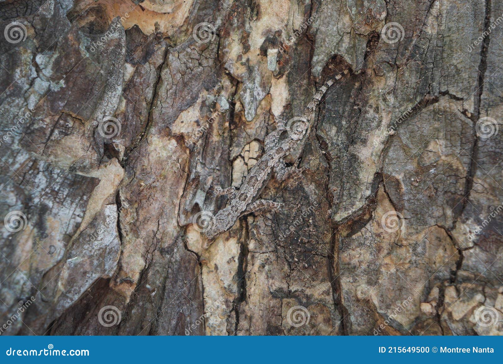 The Lizard is Camouflaged in the Bark. Crypsis or Camouflage of Lizard.  Stock Photo - Image of surface, textured: 215649500