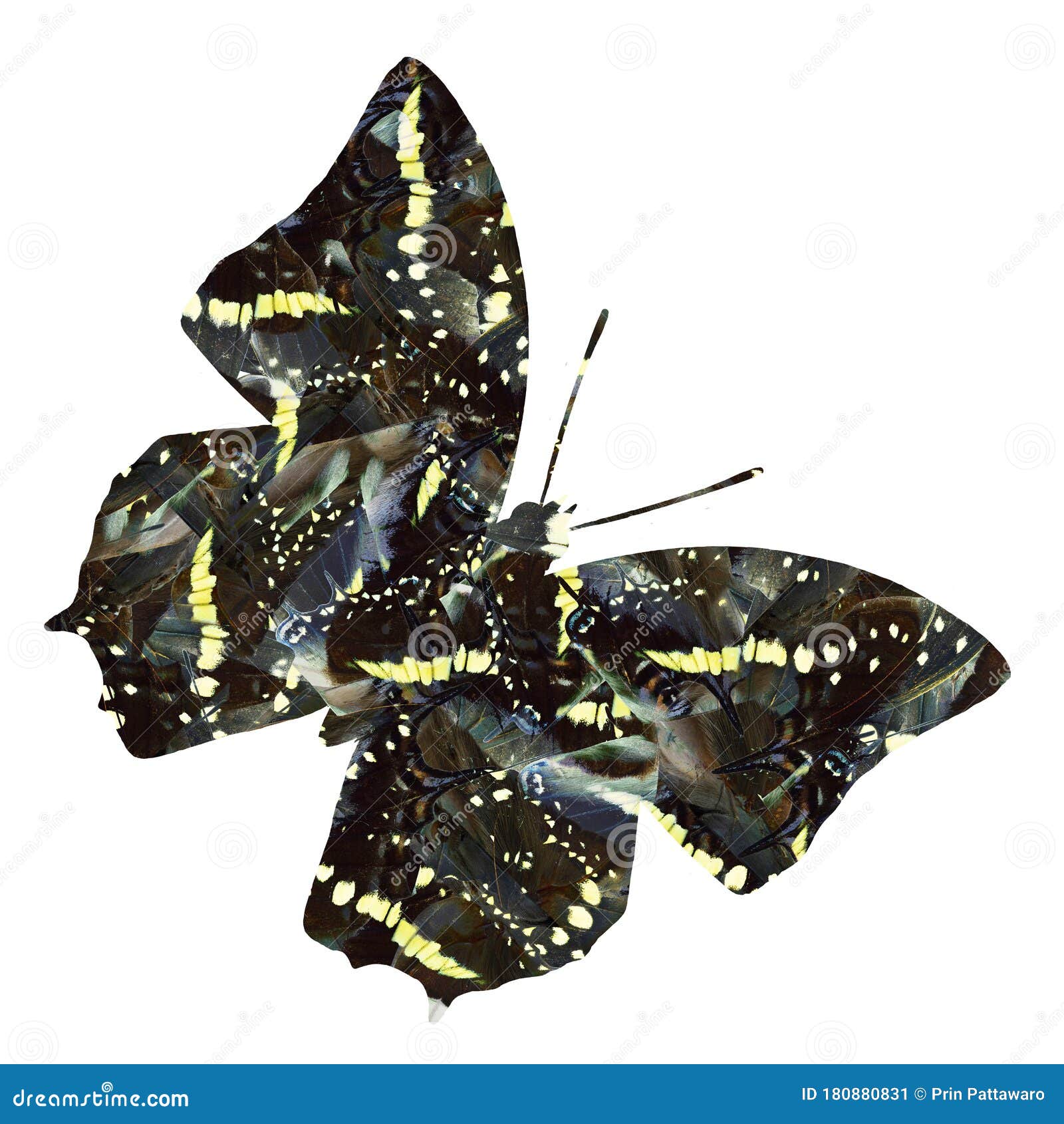 Camouflage Butterfly with F Ascinated Illusion Figure Stock Image