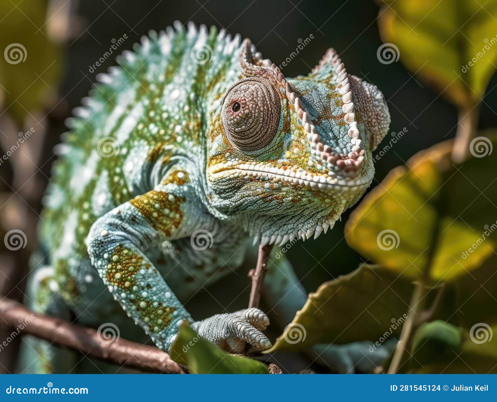11,600+ Chameleon Camouflage Stock Photos, Pictures & Royalty-Free