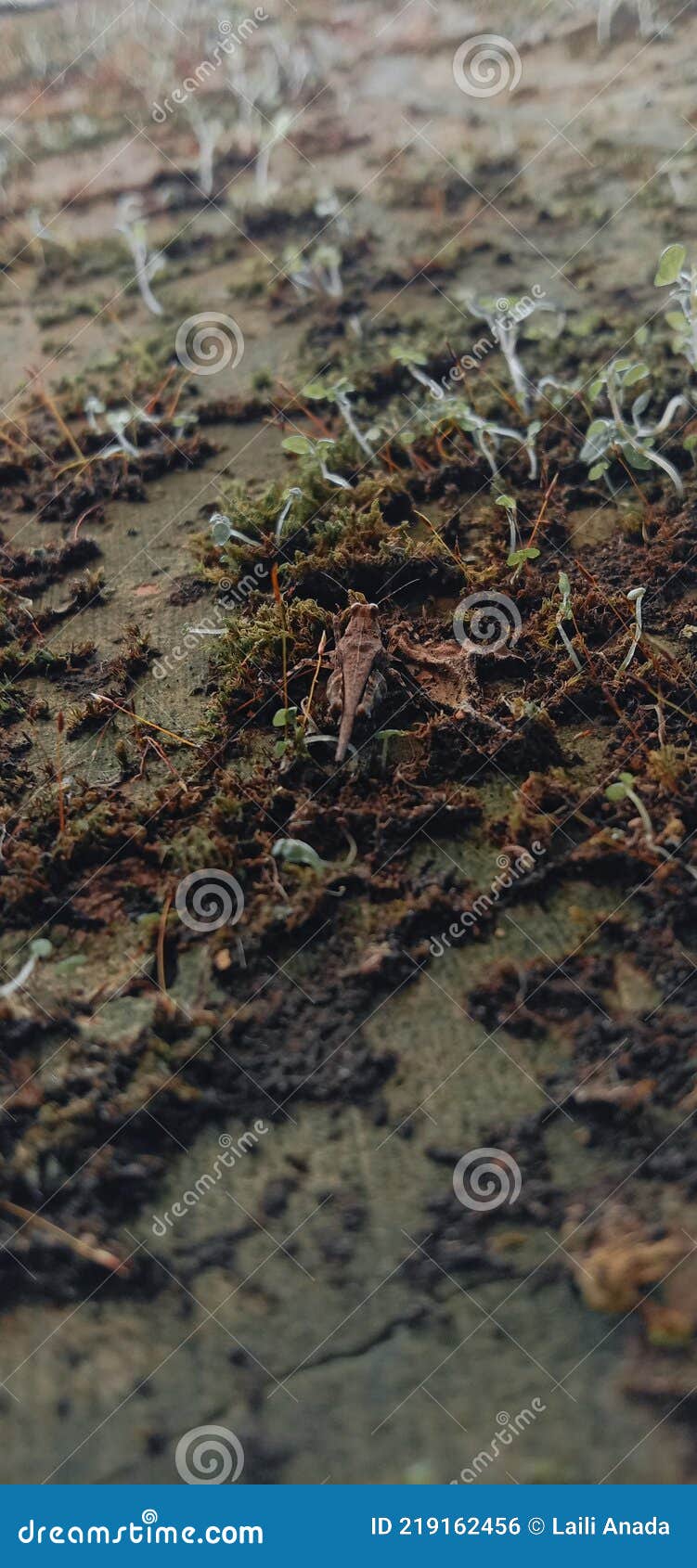 Camouflage cricket stock photo. Image of animal, cricket 219162456