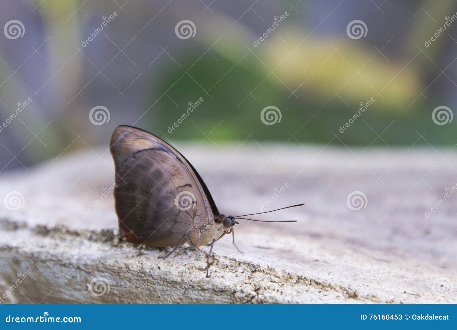 Camouflage de faire une pause de papillon. Avec la verdure à l'arrière-plan, ce papillon avec les ailes grises brunâtres rayées et grands yeux gris est futé pour faire une pause sur un bloc grisâtre de ciment avec lequel il est facilement camouflé