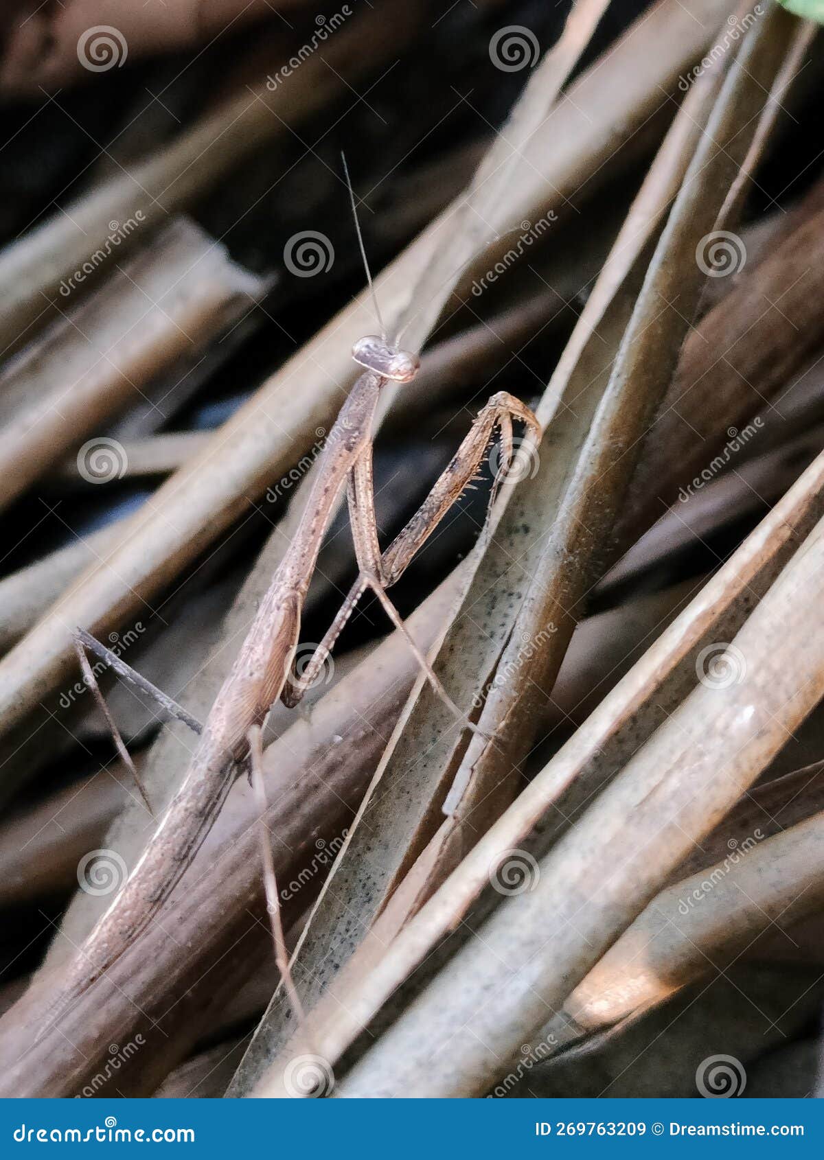 Camouflage praying mantis stock image. Image of praying 269763209