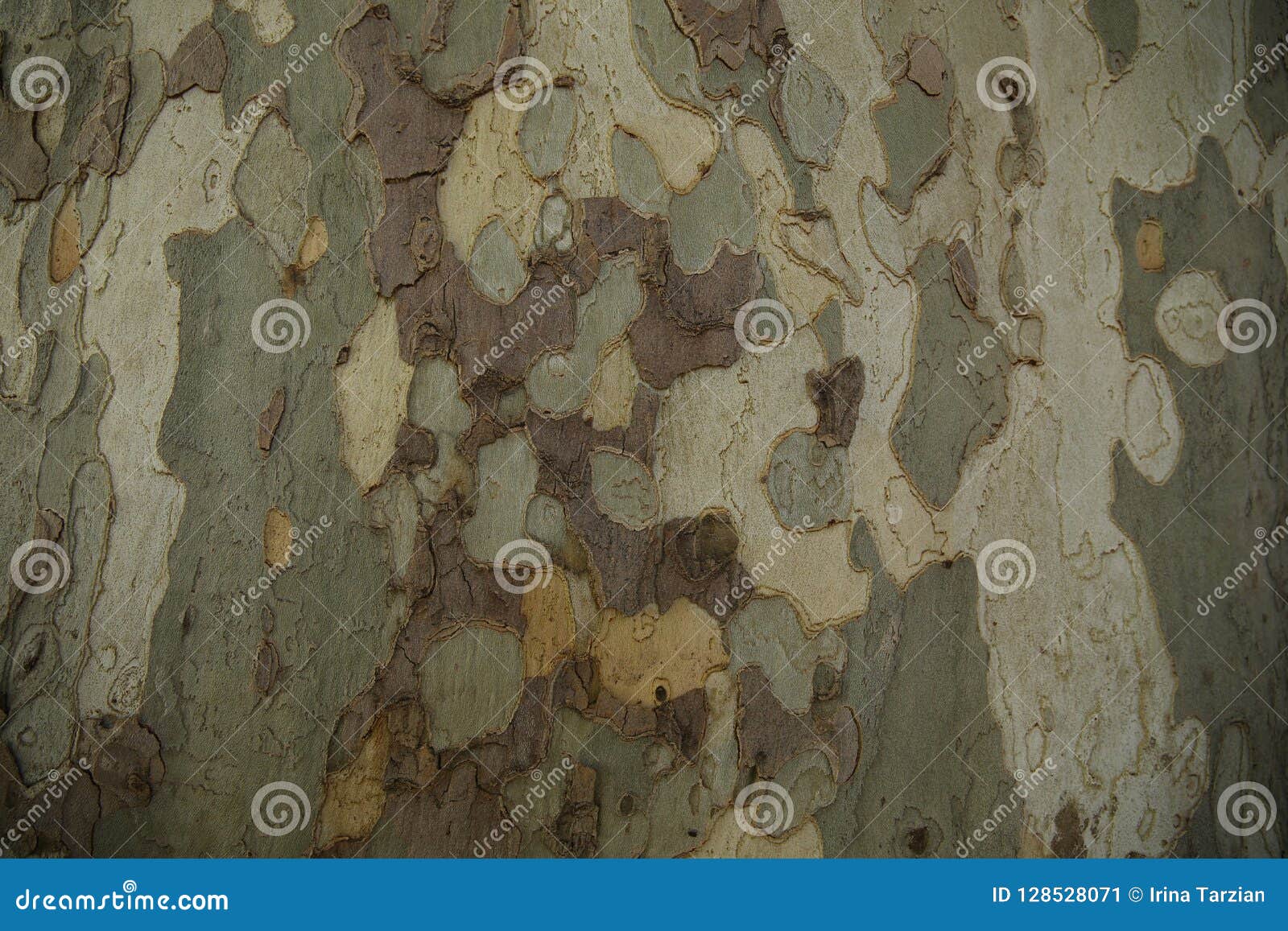 Camouflage Texture Of Bark Of Tree Stock Image Image Of Texture Army camouflage-texture-of-bark-of-tree-stock-image-image-of-texture-army