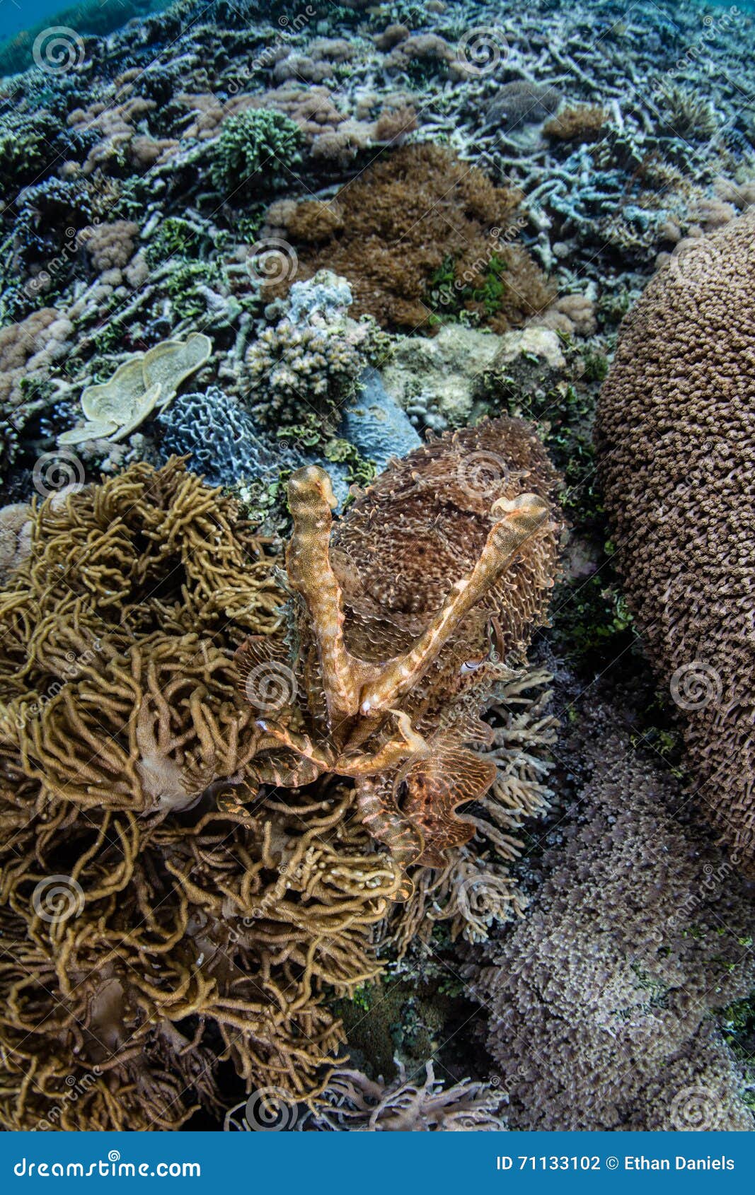Camouflaged Cuttlefish on Indonesian Reef Stock Photo - Image of corals ...